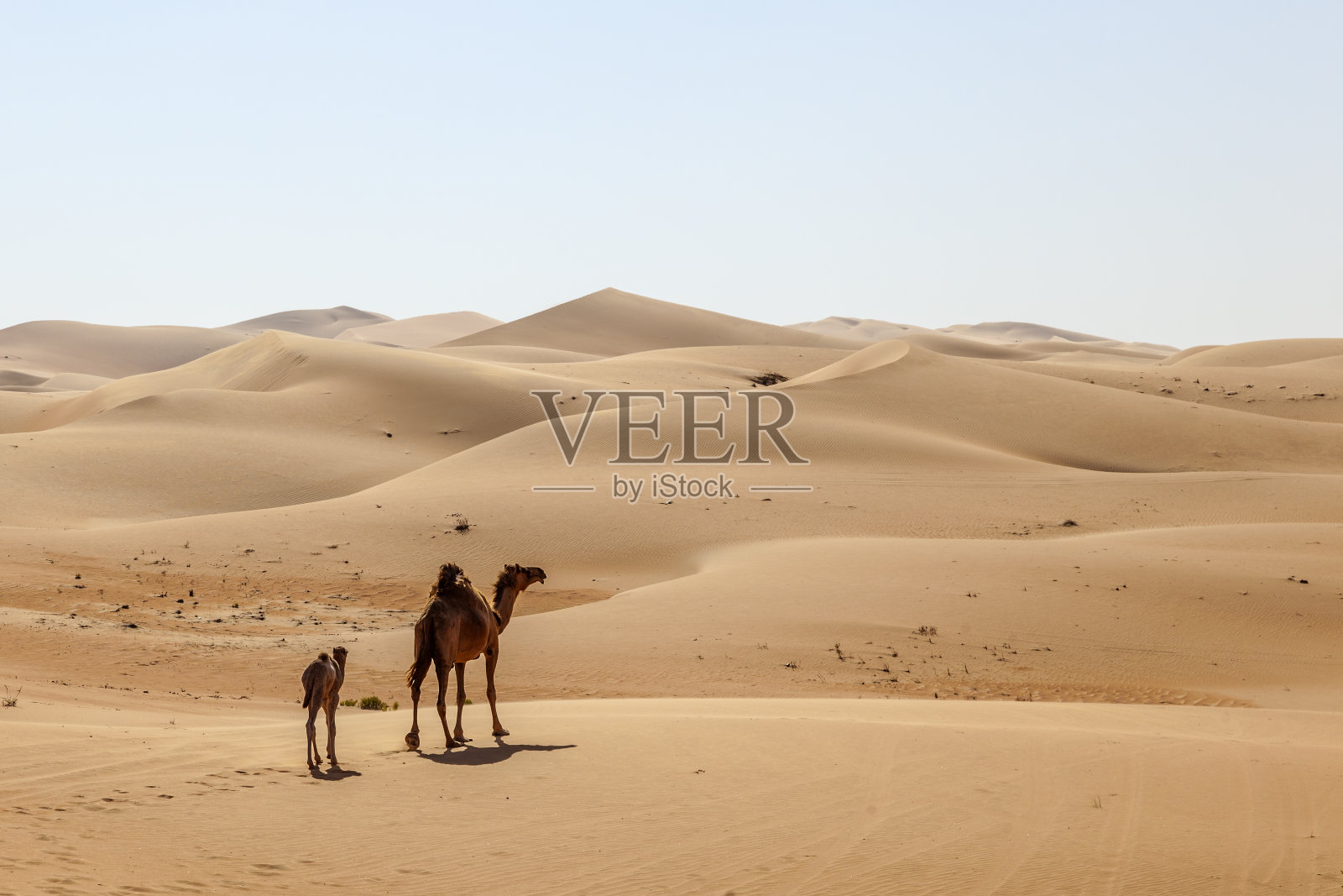 沙漠里的母骆驼和小骆驼照片摄影图片