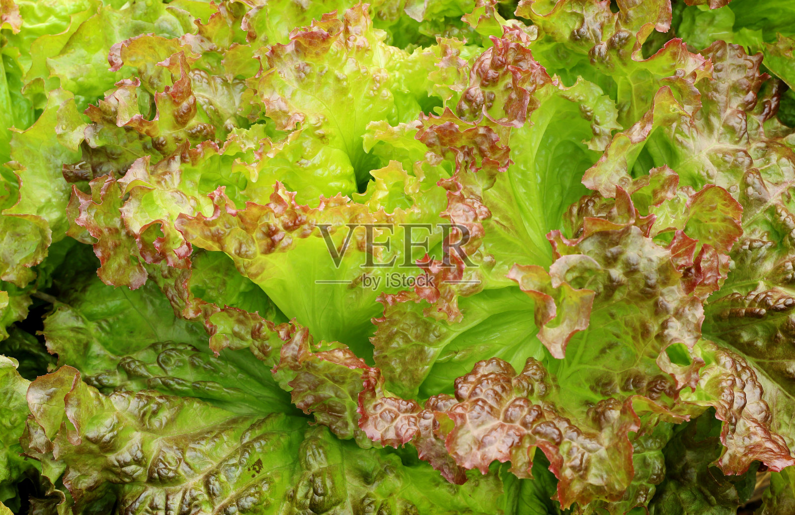 新鲜的生菜叶蔬菜沙拉在浅绿色和紫色的背景，水培蔬菜植物。插画图片素材