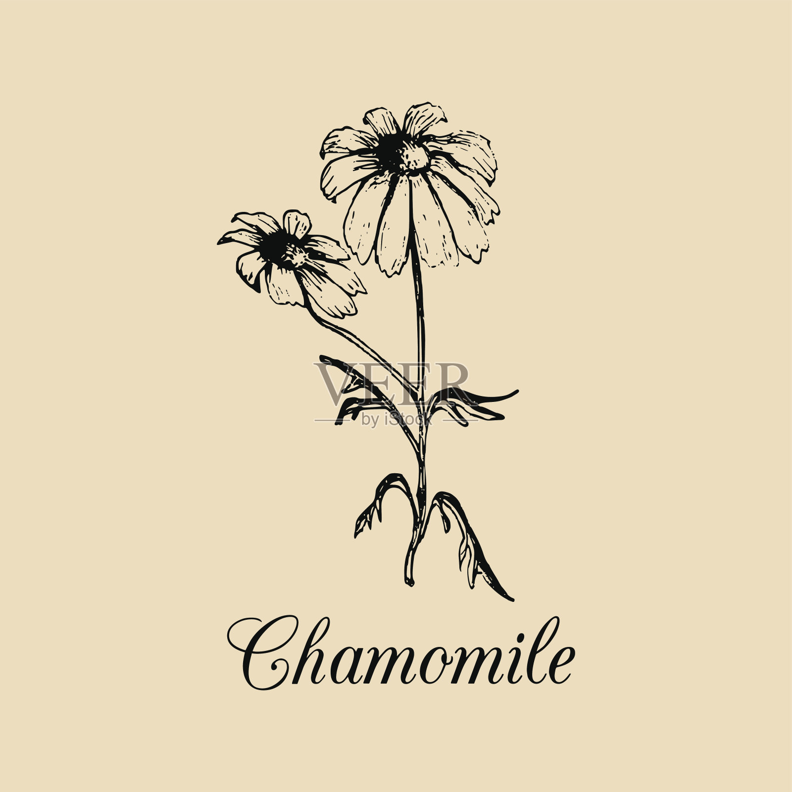 矢黄菊与叶，花插图。手工绘制山茱萸植物写生版画。插画图片素材