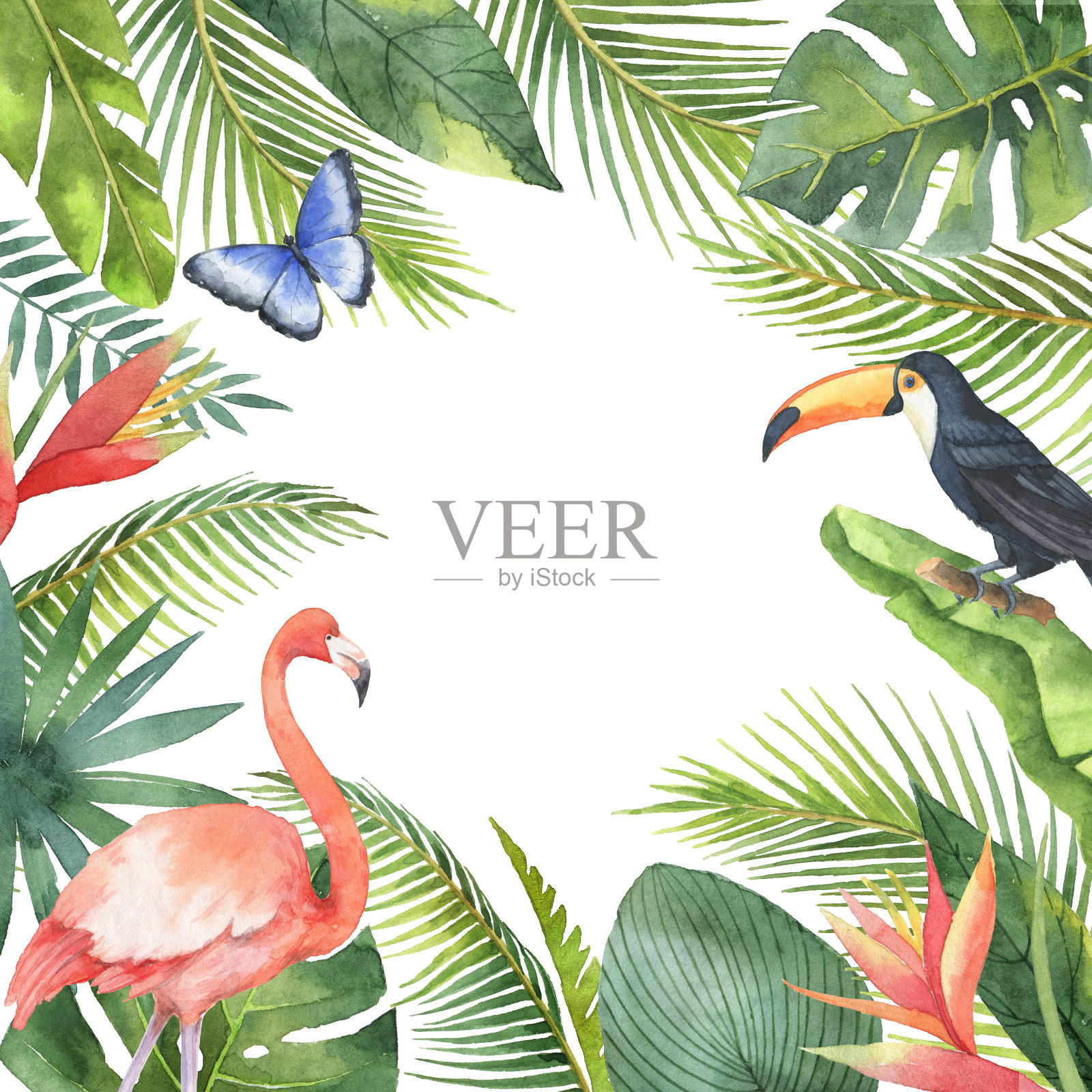 水彩画框架的热带鸟类和外来植物孤立在白色的背景。插画图片素材