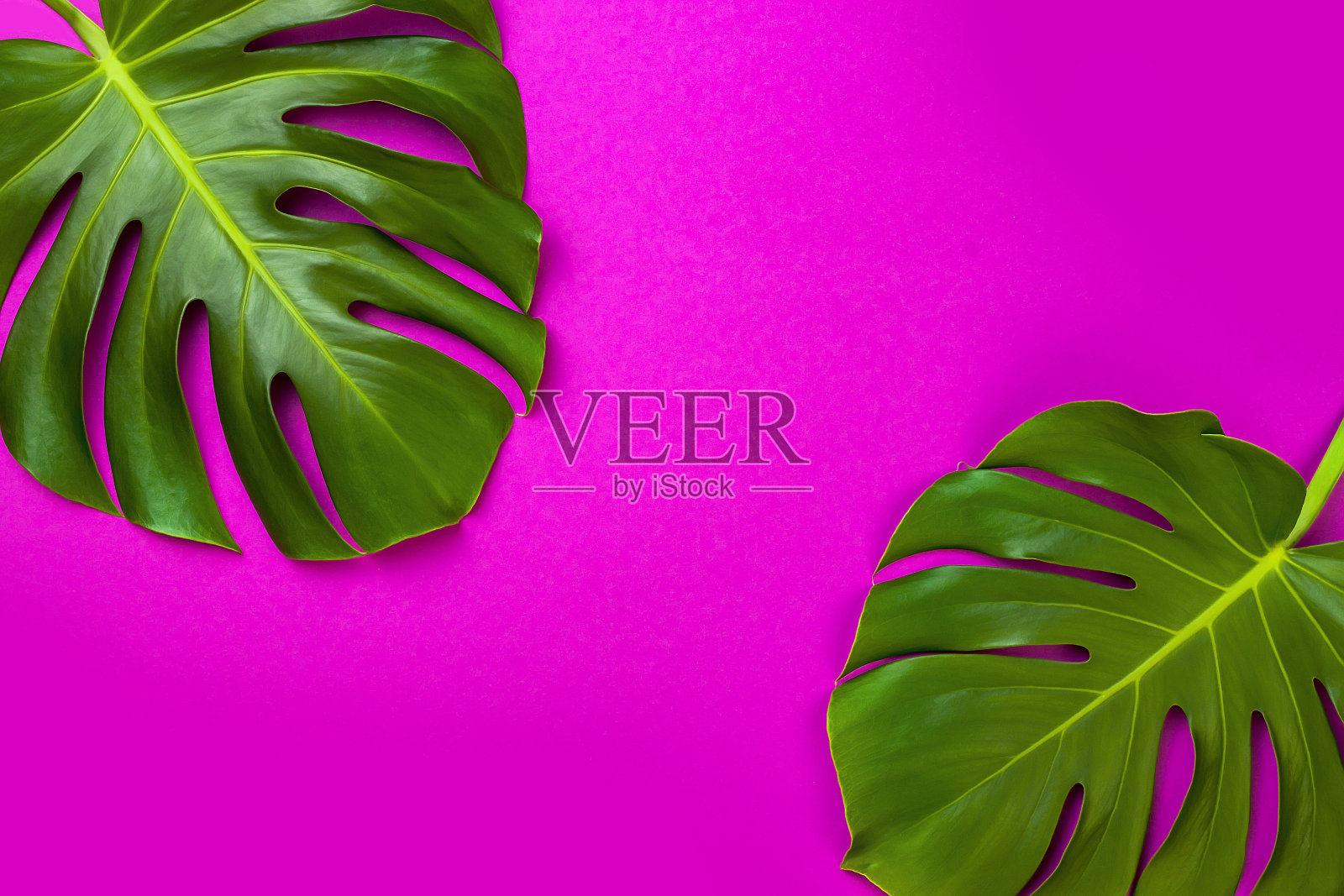 绿色的热带棕榈叶，粉红色的背景。最小平铺风格。头顶，俯视图，拷贝空间照片摄影图片