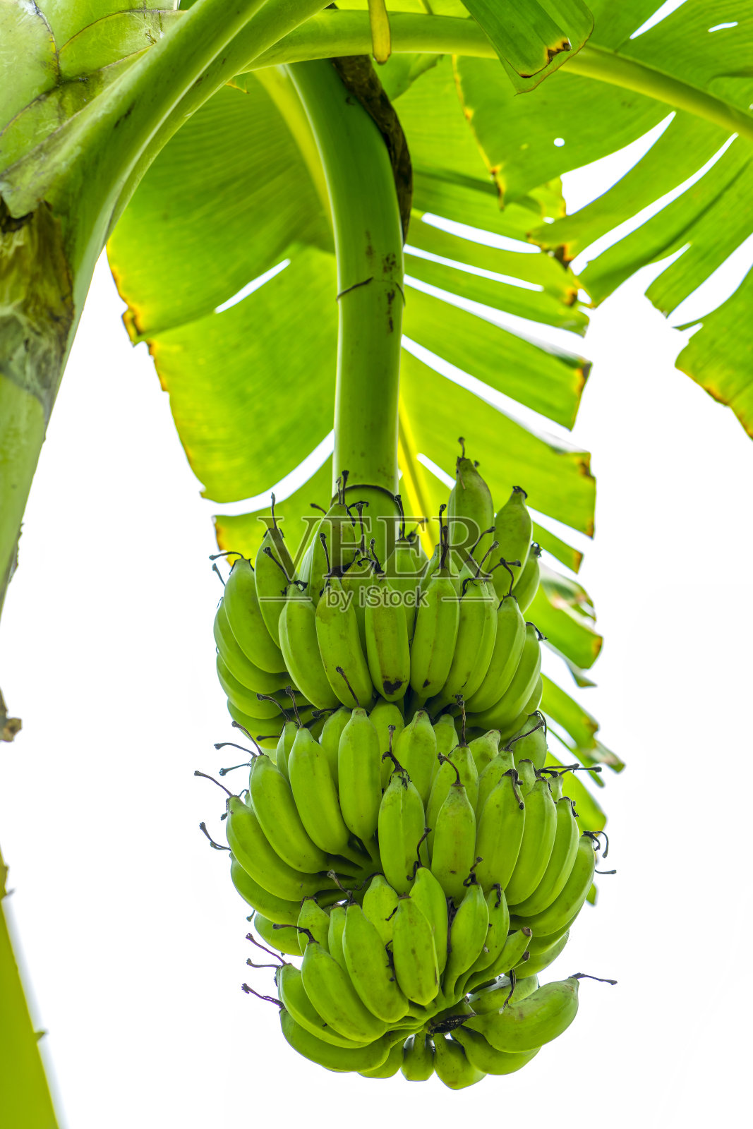 农场树上挂着一串未成熟的香蕉照片摄影图片