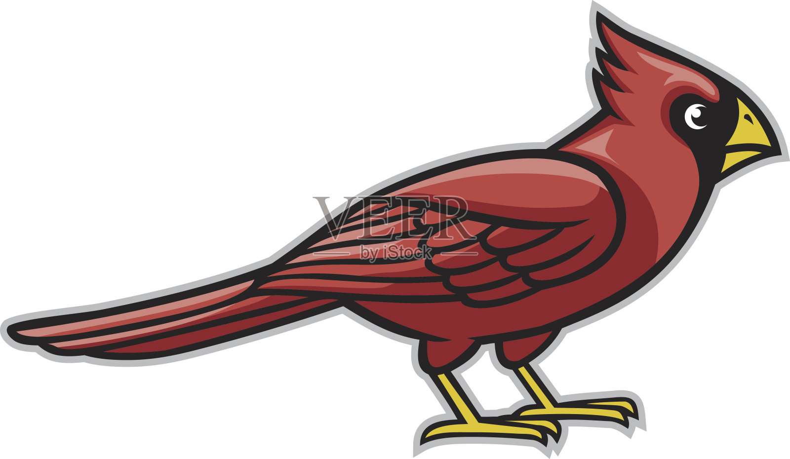 红衣主教的鸟插画图片素材