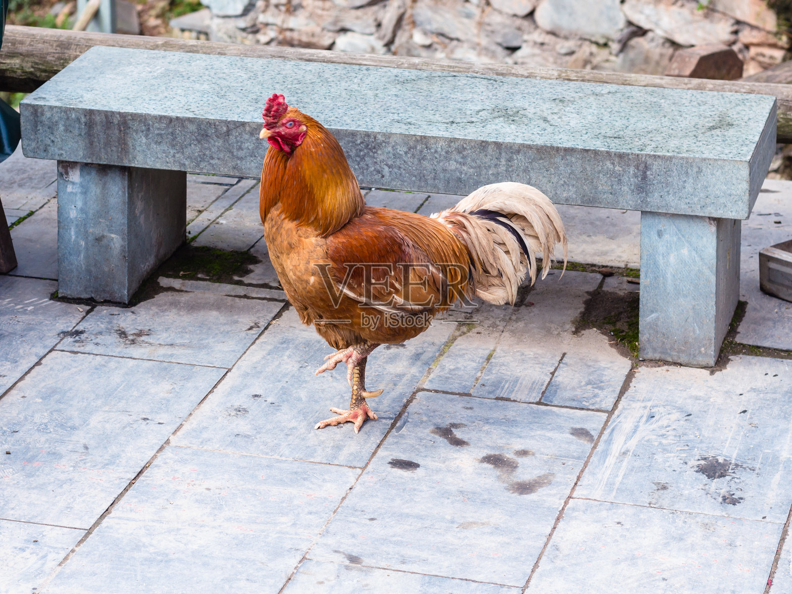 城阳村街头的红鸡照片摄影图片