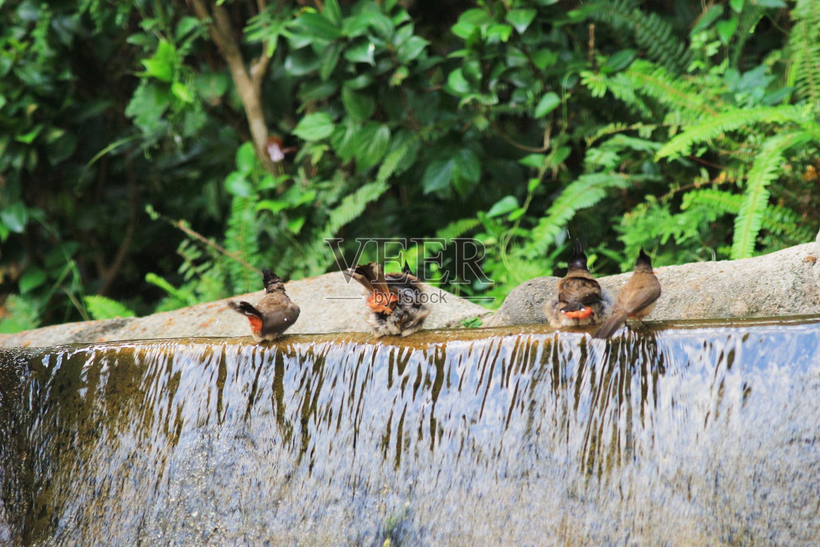 鸟儿们正在鸟浴中享受洗澡的乐趣照片摄影图片