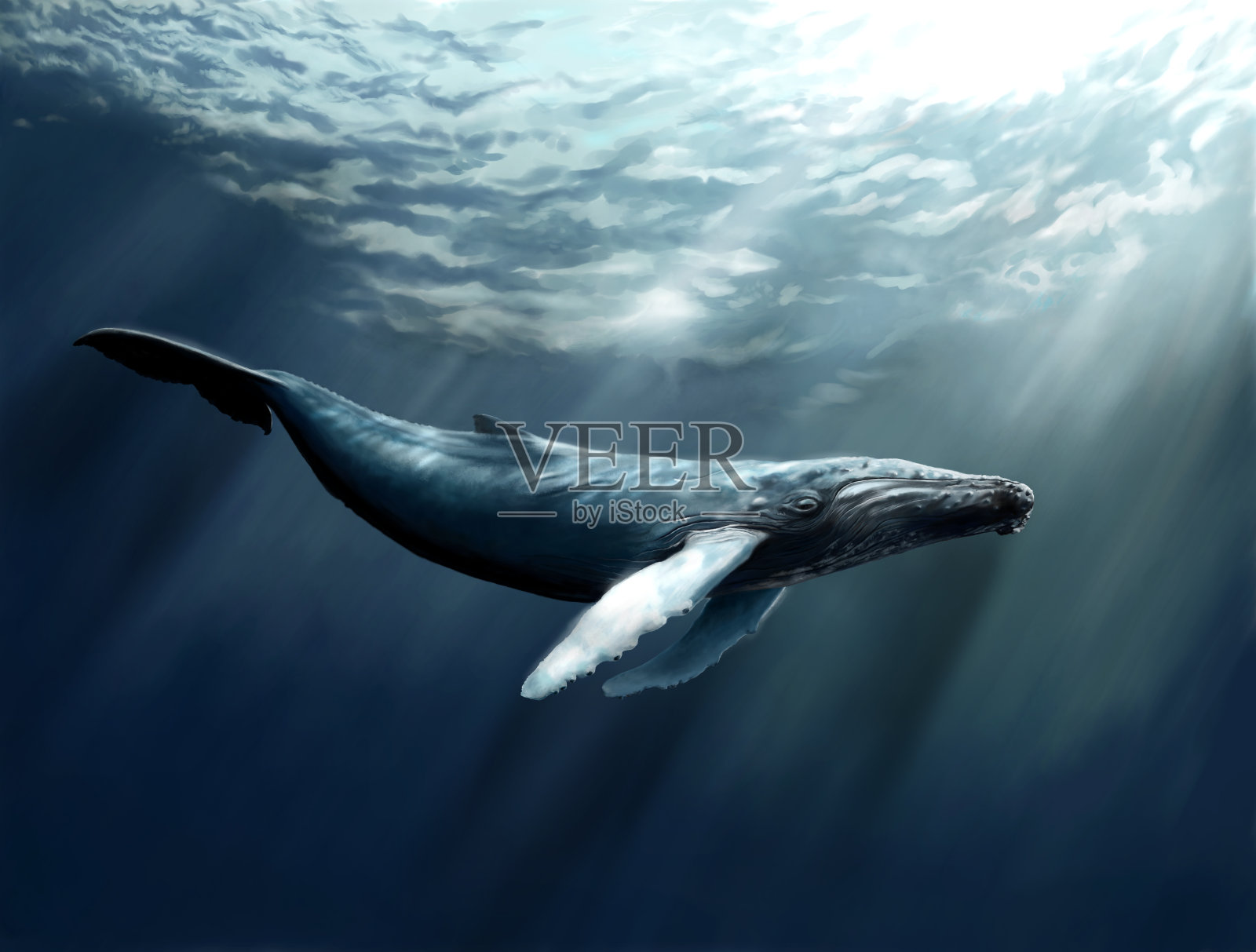座头鲸插画图片素材