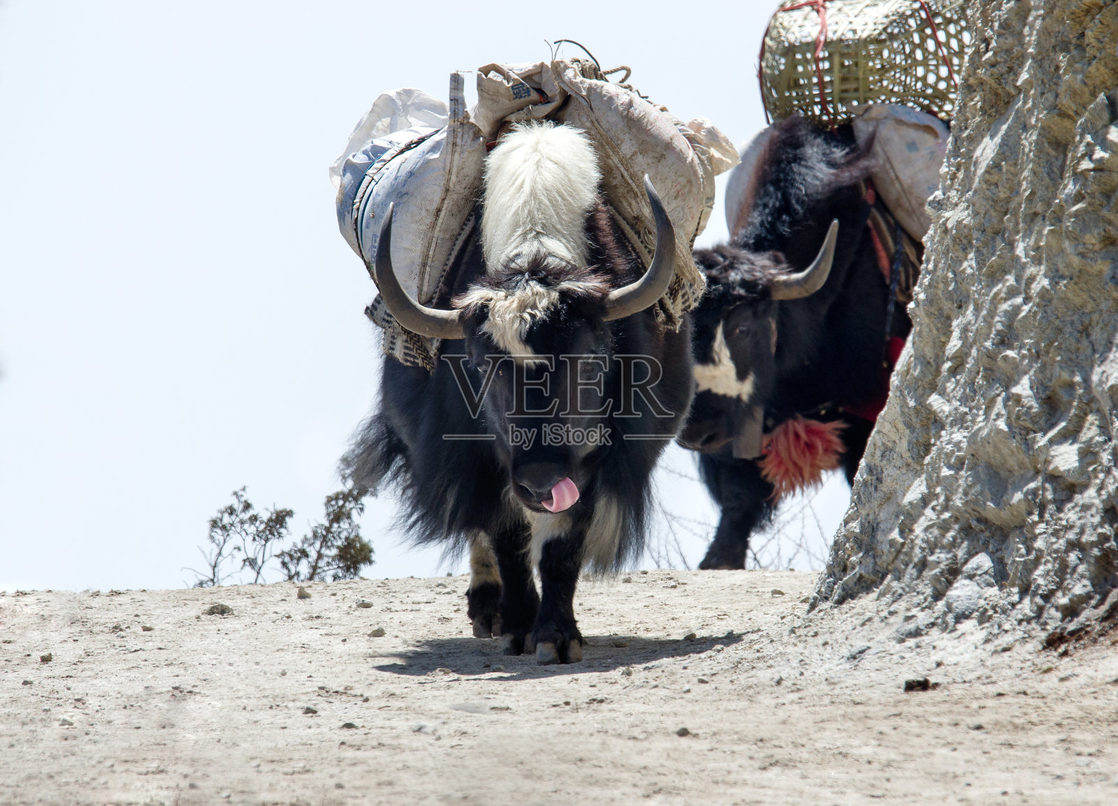 尼泊尔珠峰大本营附近小径上的牦牛照片摄影图片