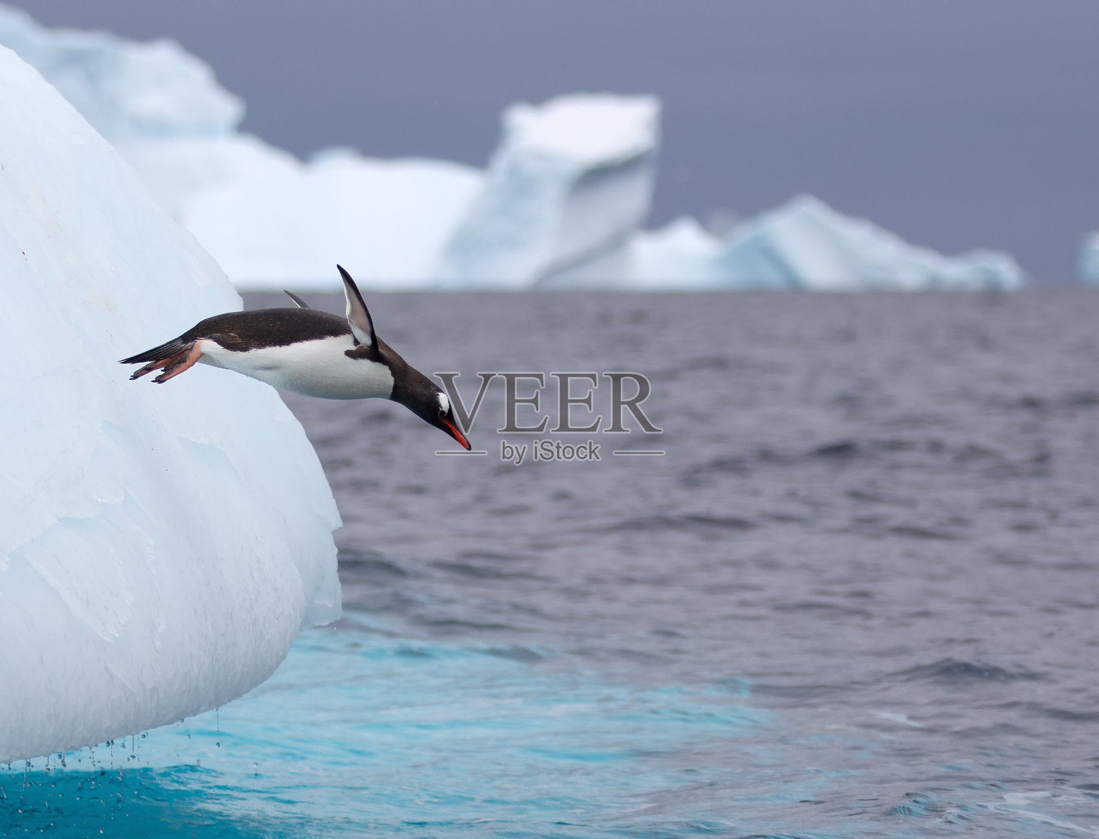 巴布亚企鹅从南极水域的冰山上跳下照片摄影图片