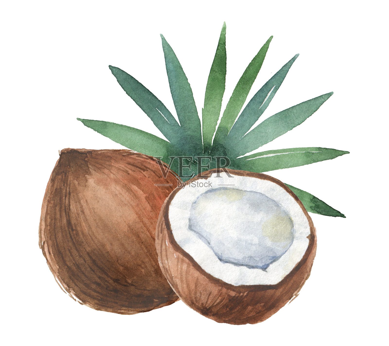 水彩有机组成的椰子和棕榈树孤立的白色背景。插画图片素材