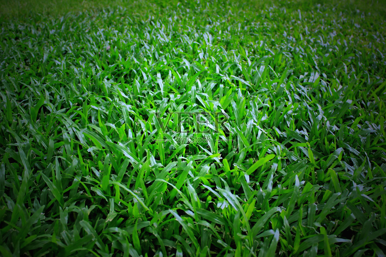绿色的草地照片摄影图片