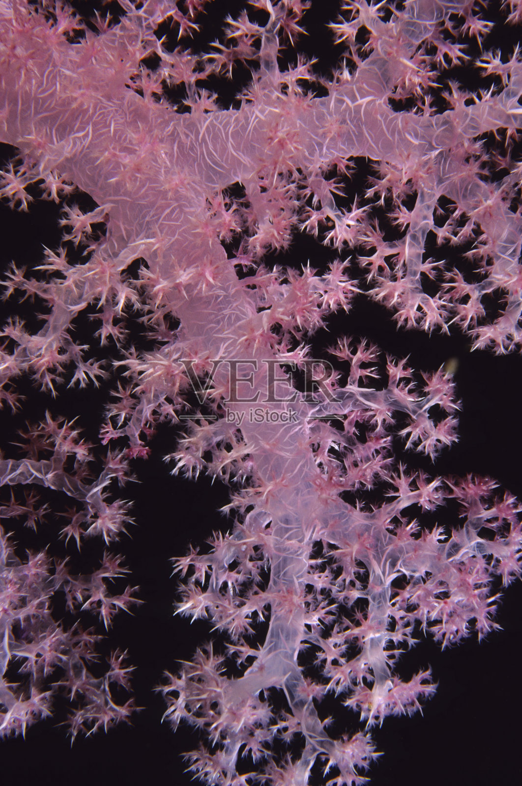 以浮游生物为食的粉红色软珊瑚照片摄影图片