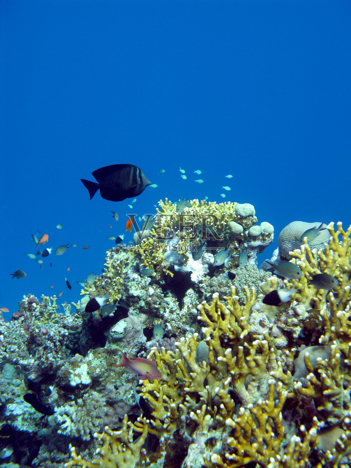 热带海洋里的珊瑚礁，水下有各种珍奇鱼类照片摄影图片