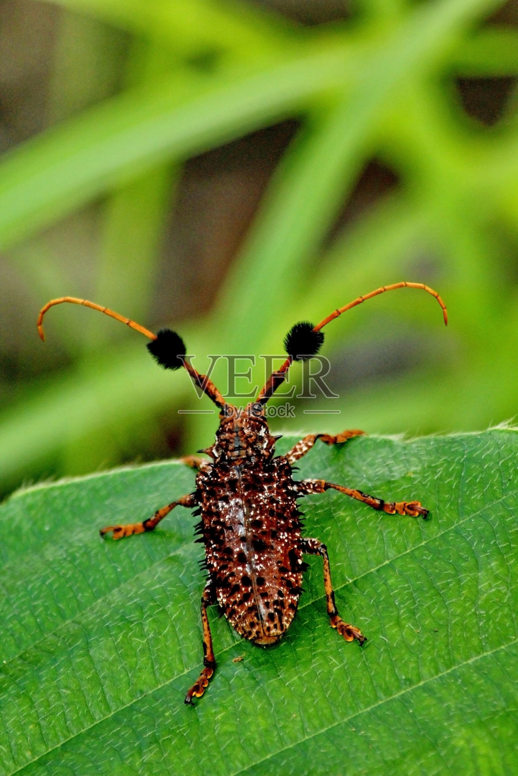 农村常见的甲虫图片