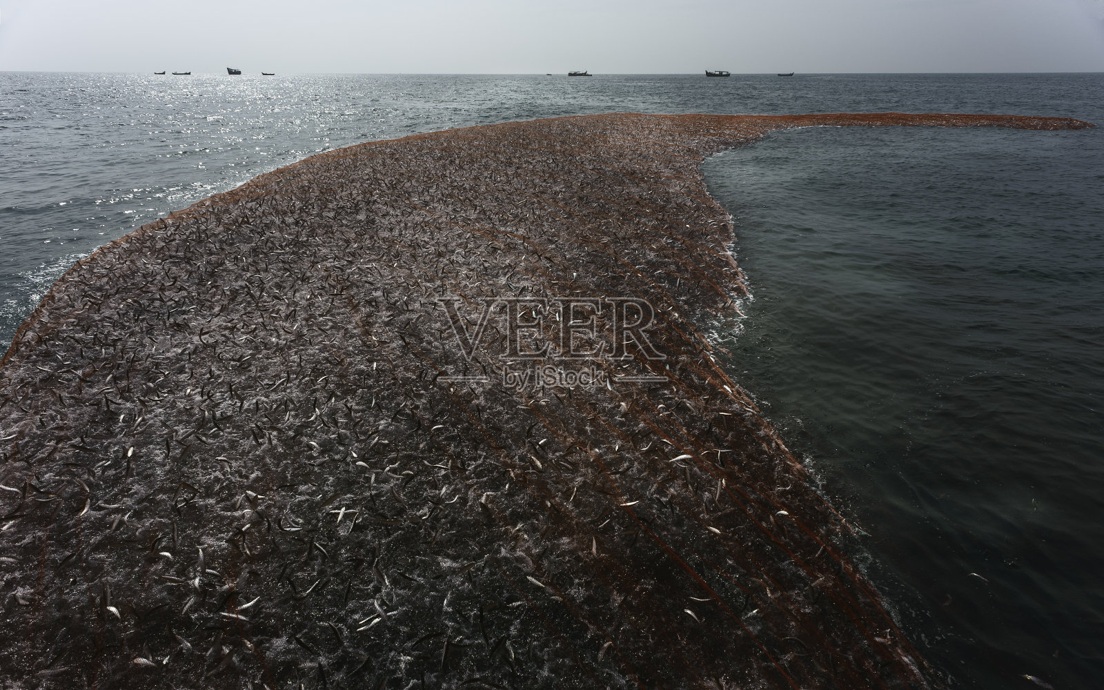 印度喀拉拉邦，装有沙丁鱼的大渔网。照片摄影图片