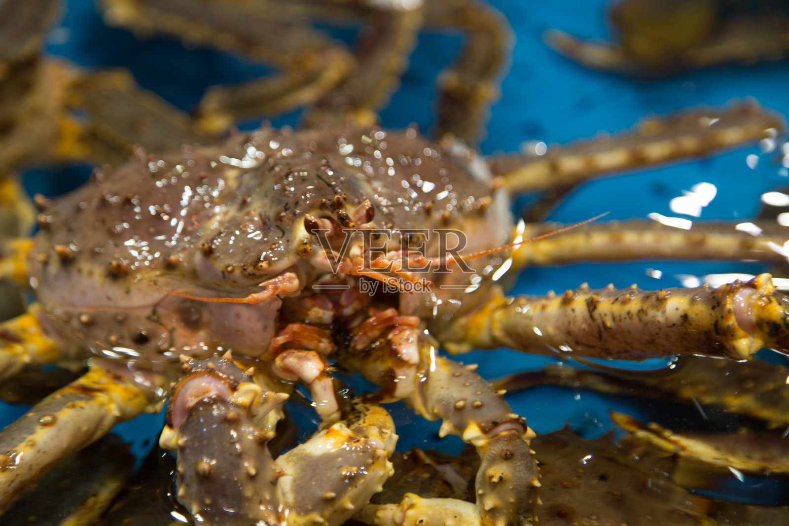 巨大的帝王蟹照片摄影图片