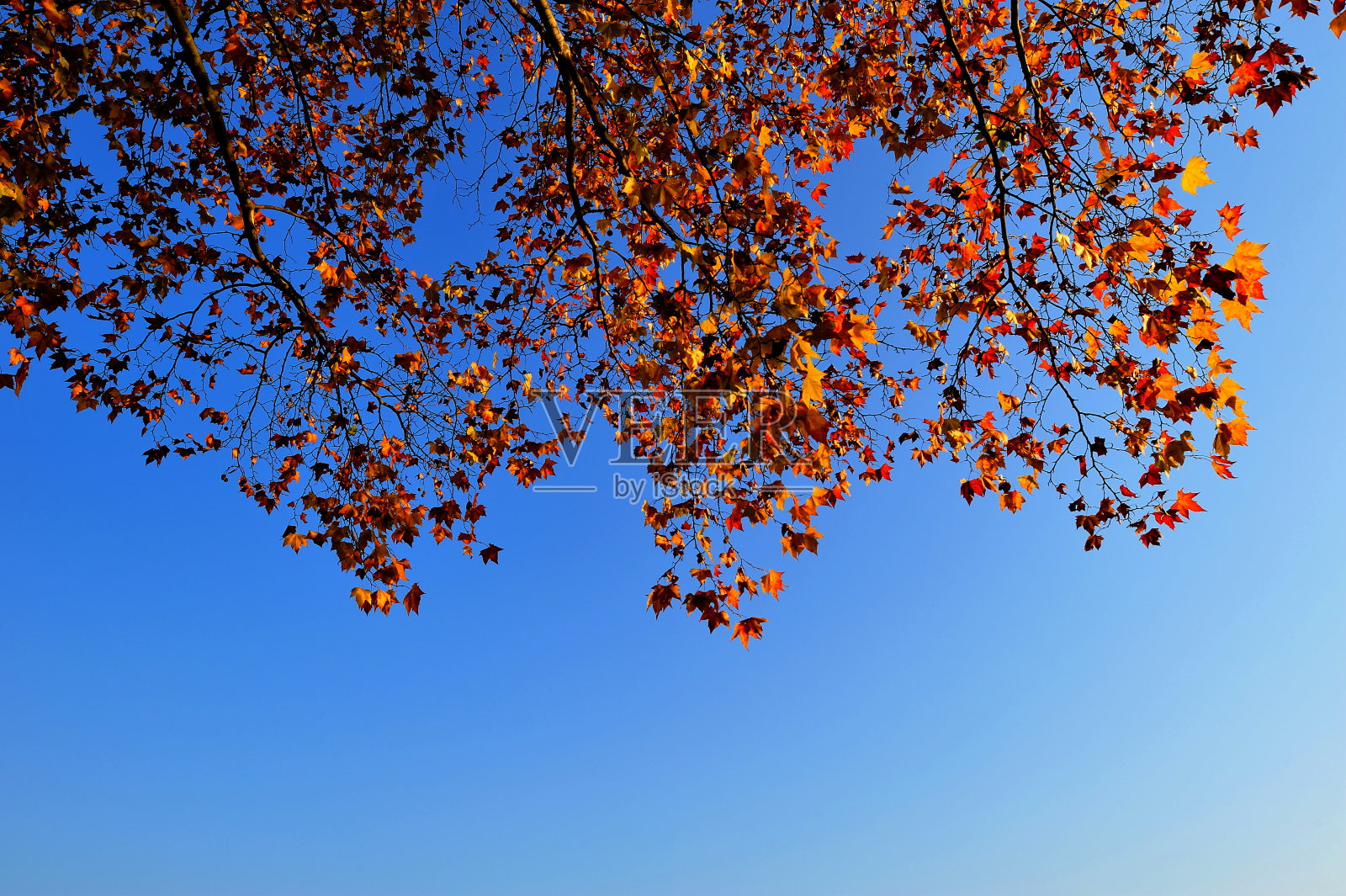 秋天的落叶照片摄影图片