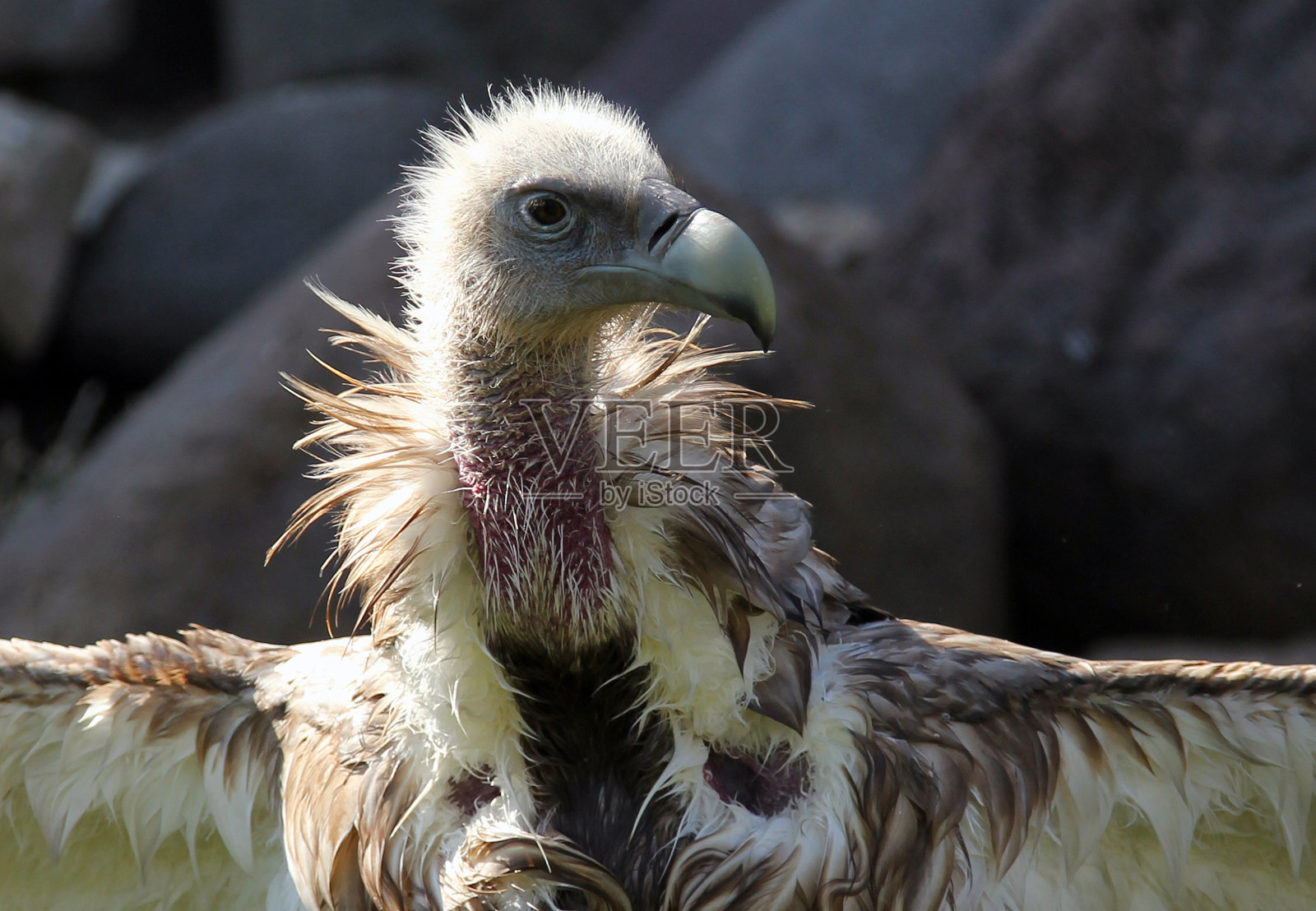喜马拉雅秃鹫(Gyps喜马拉雅秃鹫)沐浴后晾晒翅膀照片摄影图片