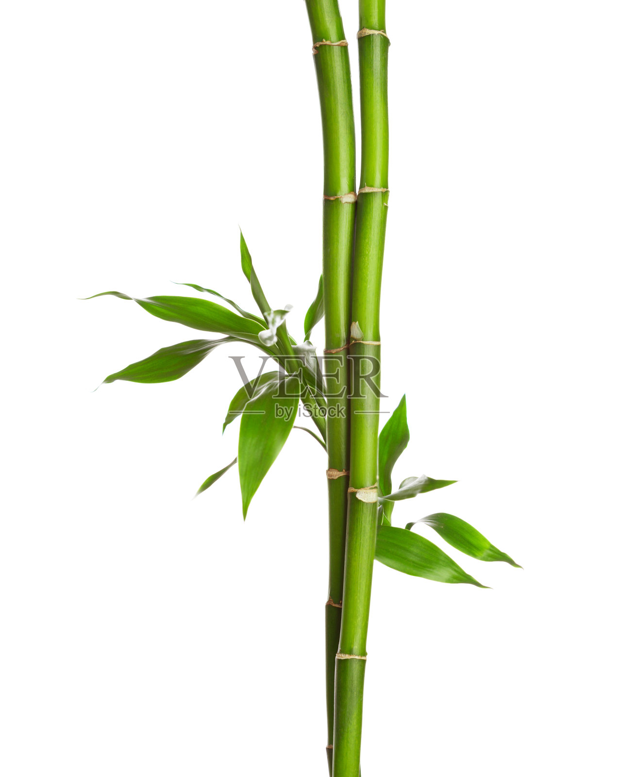 竹枝孤立在白色背景上。照片摄影图片