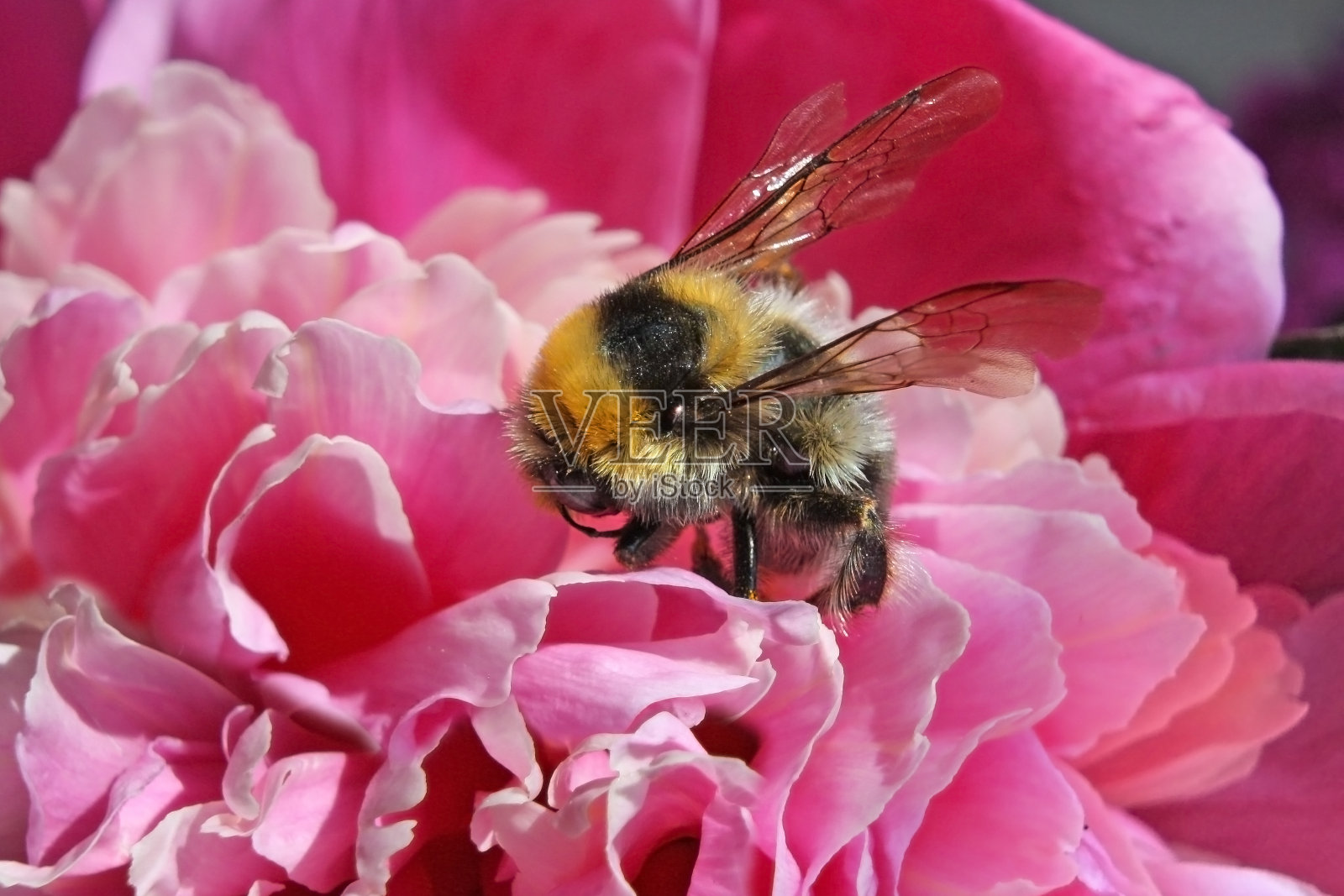 毛茸茸的大黄蜂正在采集牡丹花蜜照片摄影图片