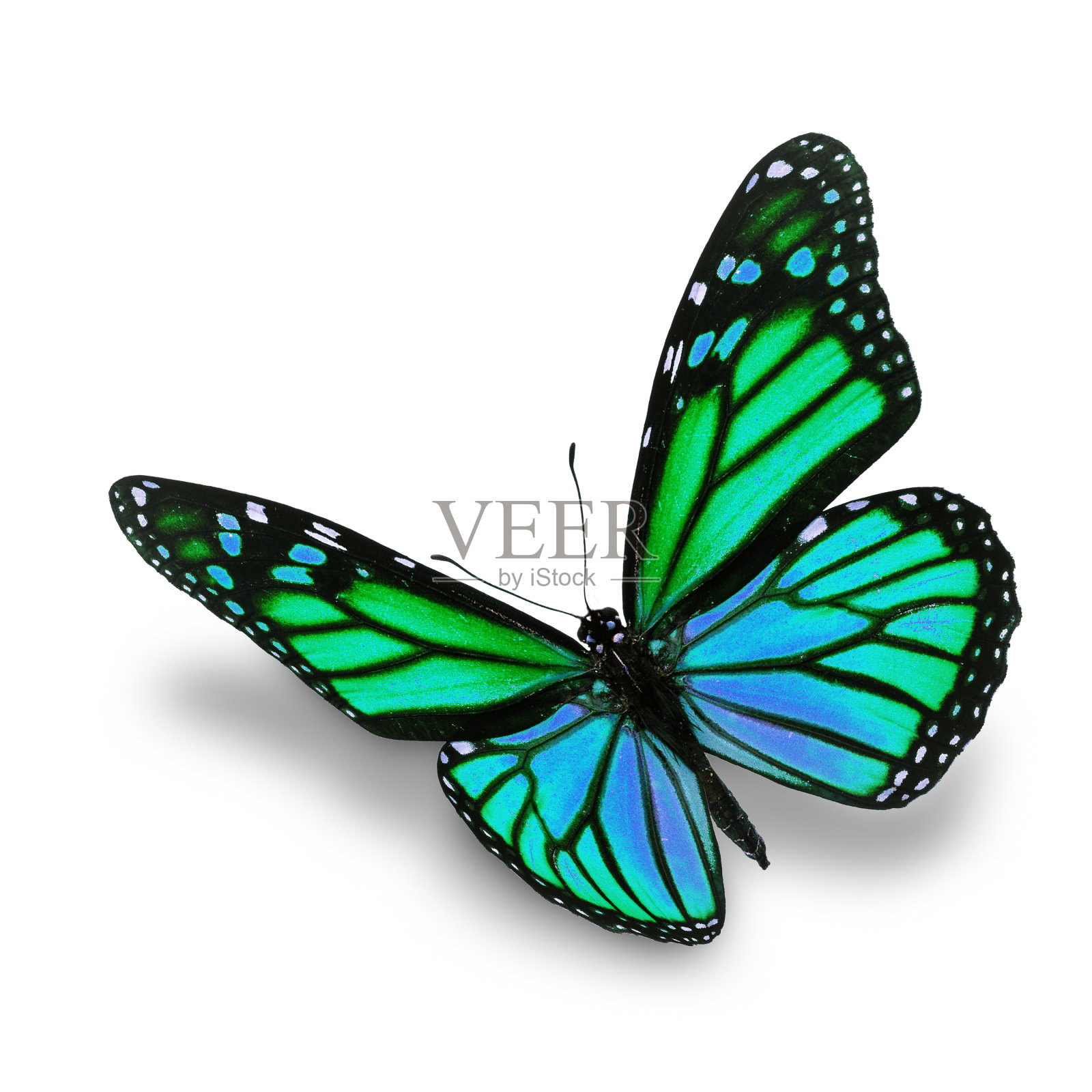 绿黑脉金斑蝶照片摄影图片