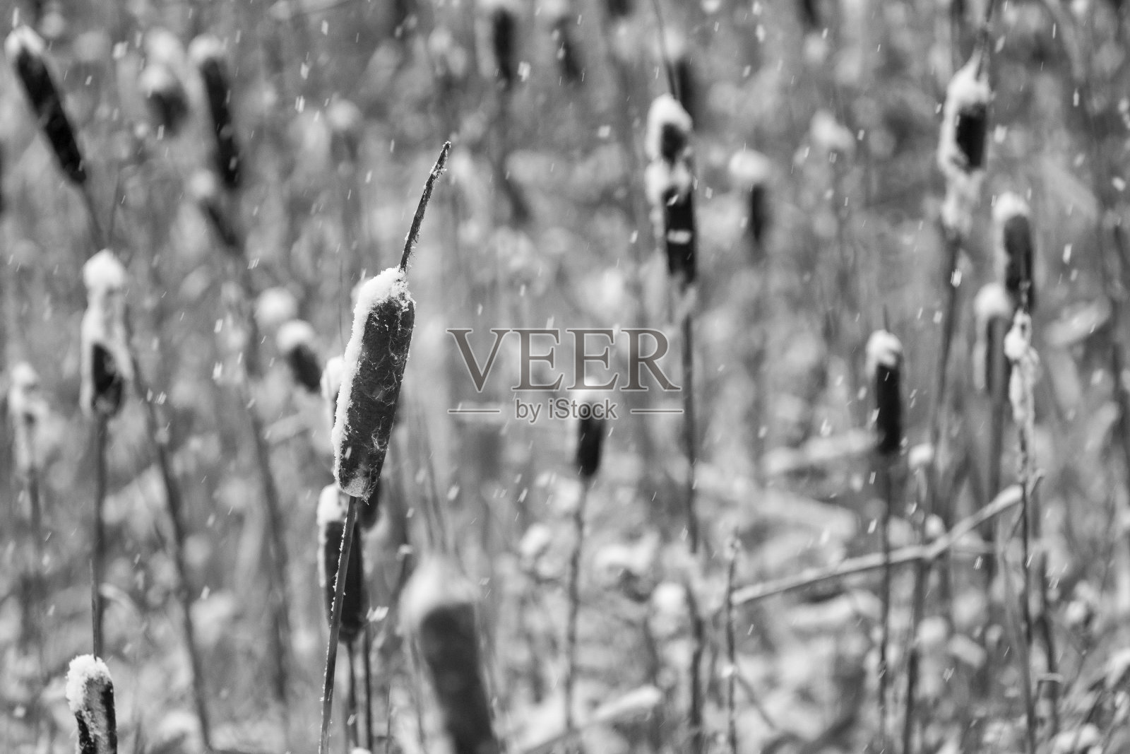 白雪覆盖的干甘蔗或芦苇单色照片摄影图片