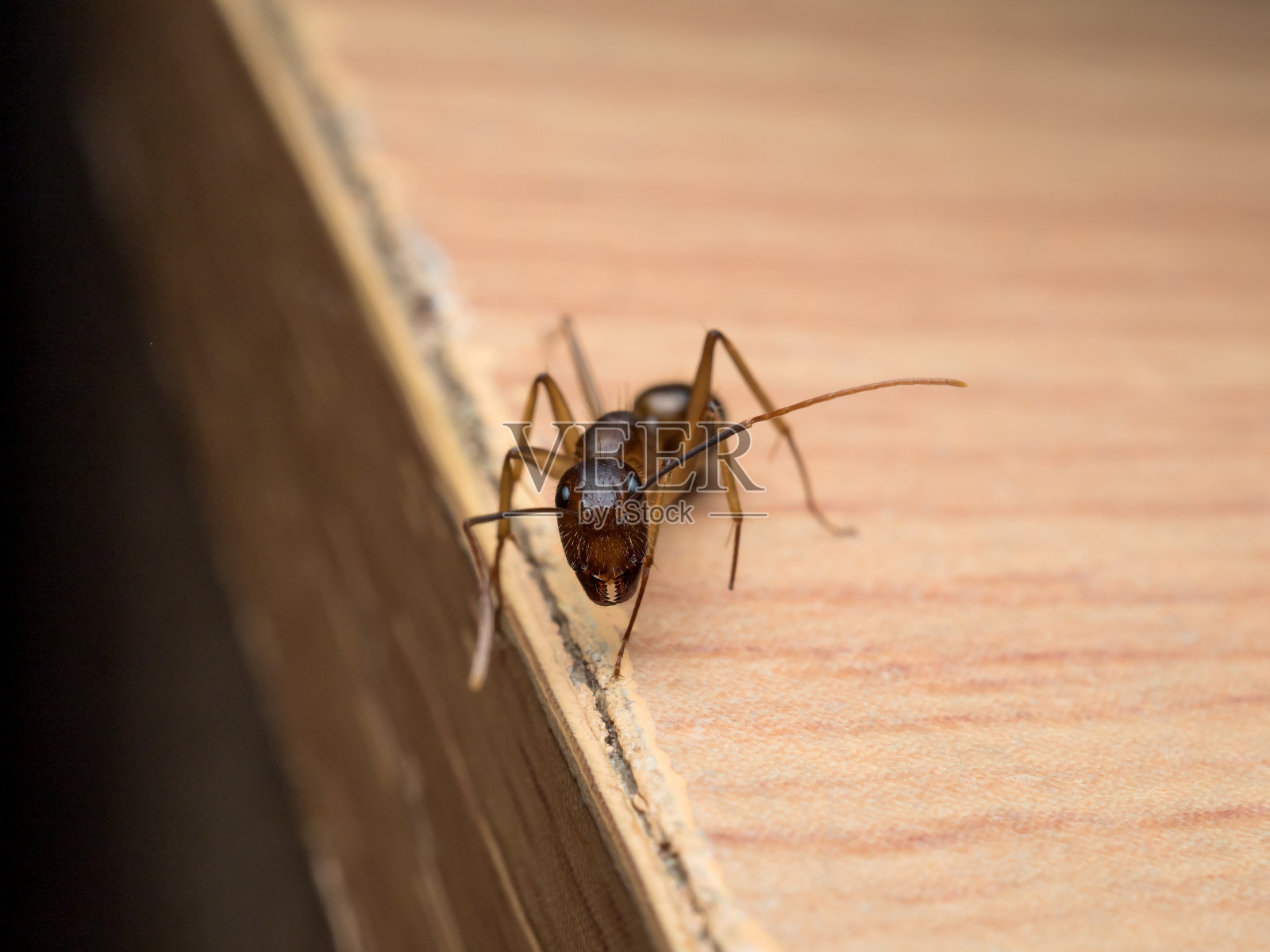 木蚁(Camponotus Sp.)看着木头照片摄影图片