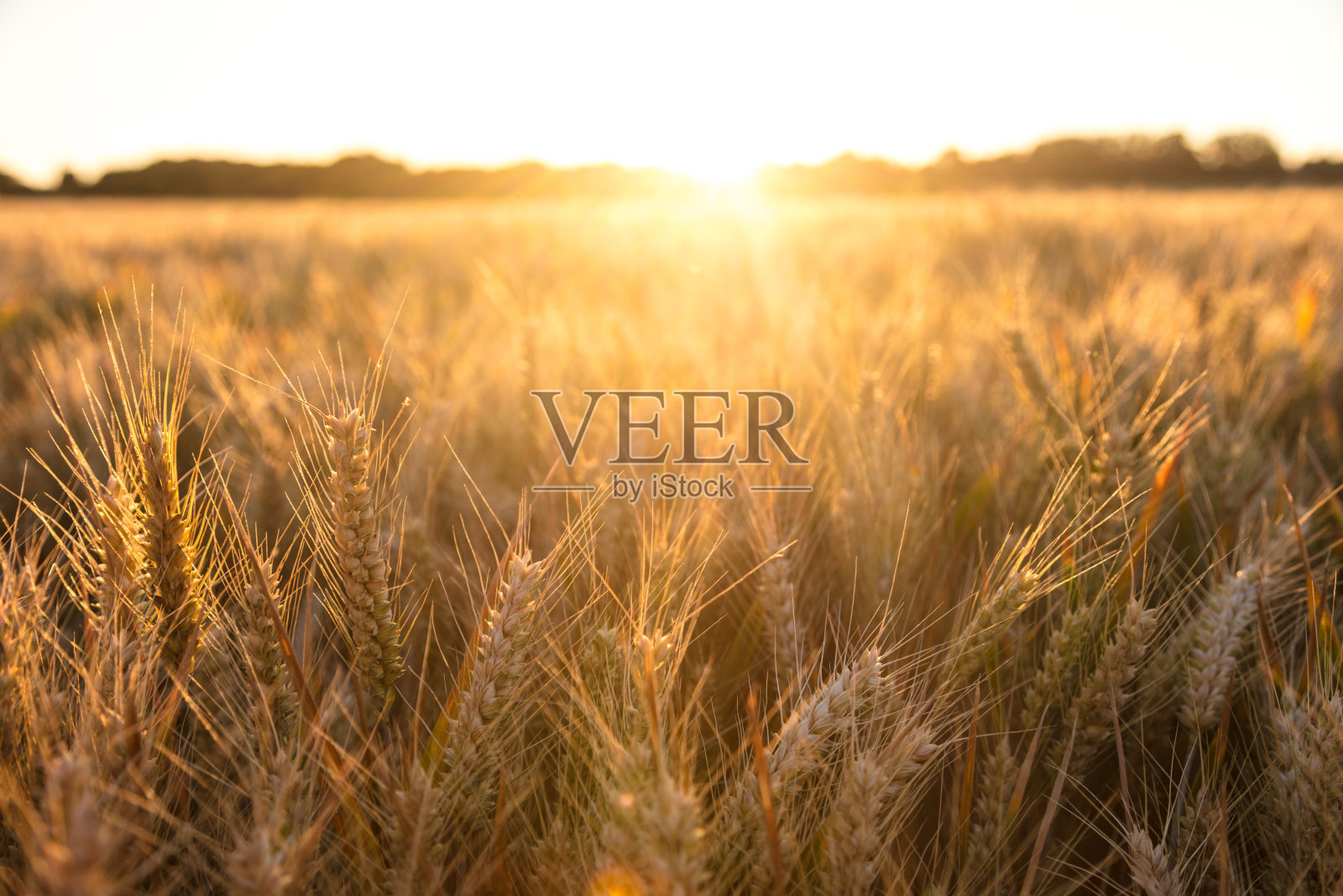 日落或日出时，金黄的麦田在农场上生长着大麦作物照片摄影图片