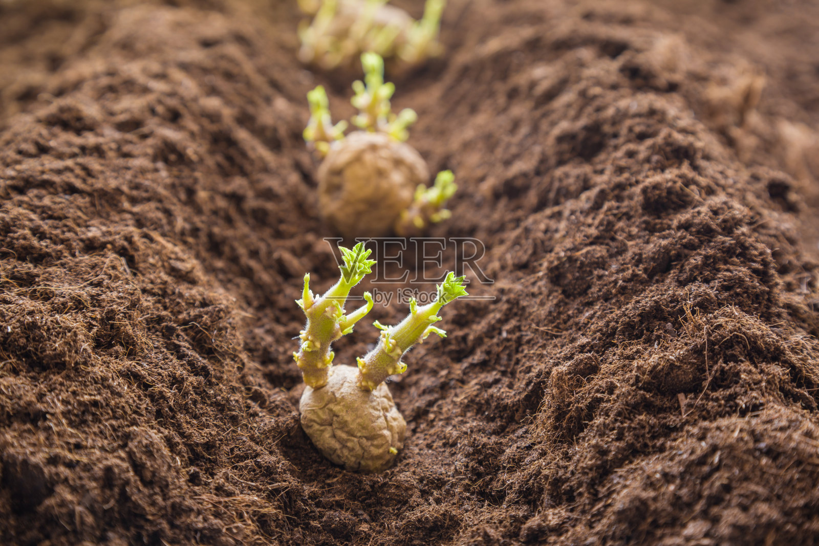 马铃薯块茎种植到地里。早春准备园艺季节。照片摄影图片