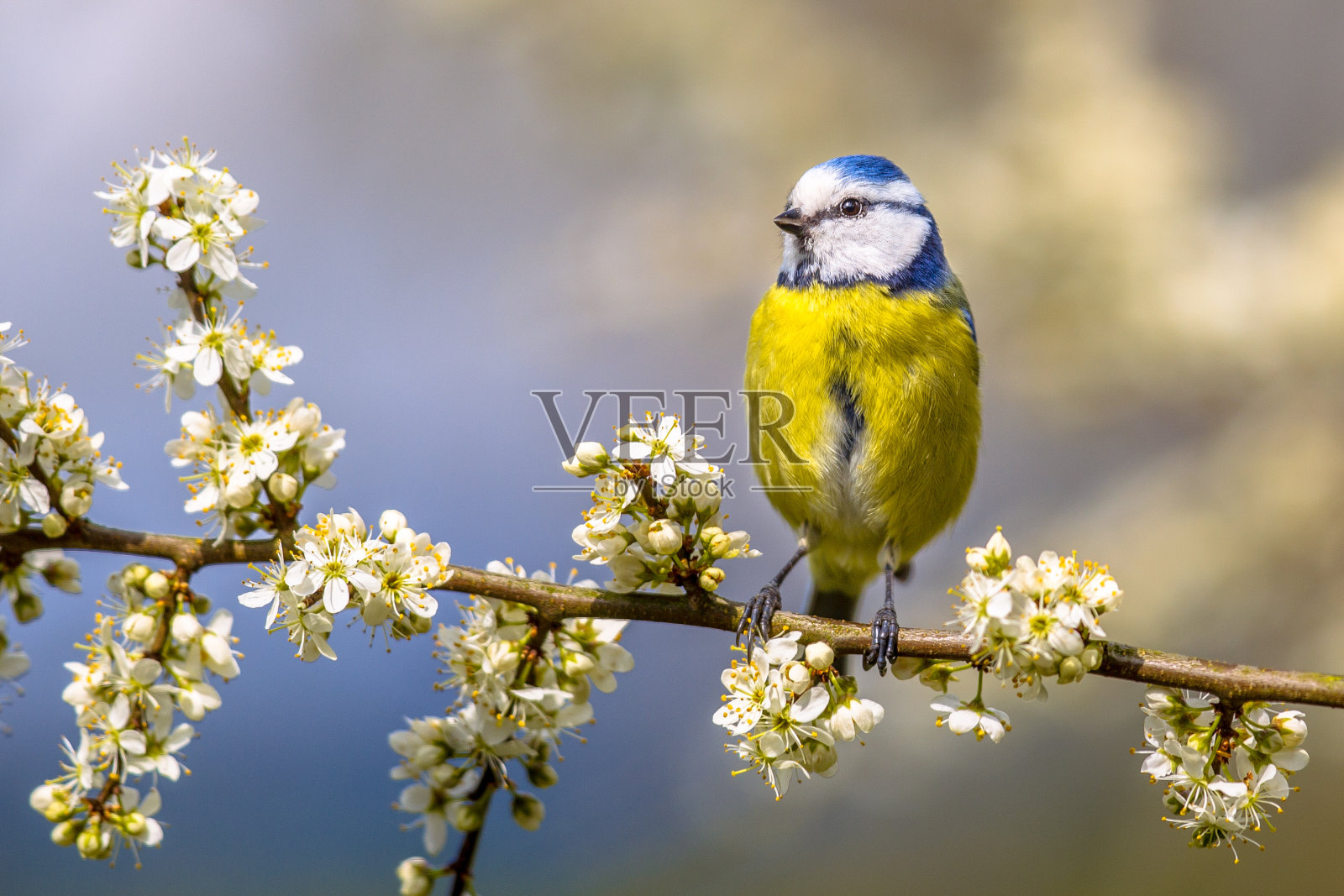 山楂花中的蓝山雀照片摄影图片