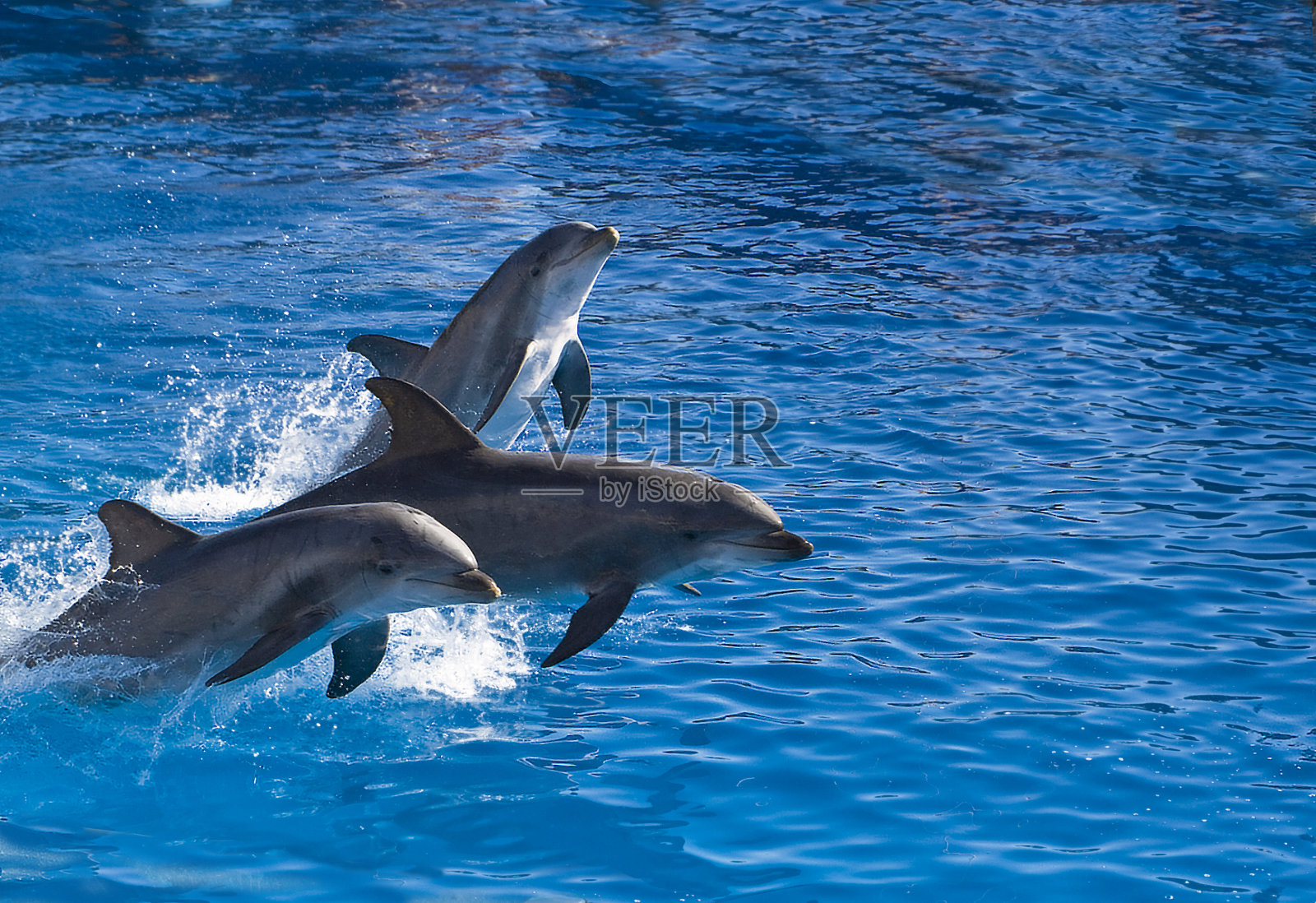 三只瓶鼻海豚跃出水面照片摄影图片