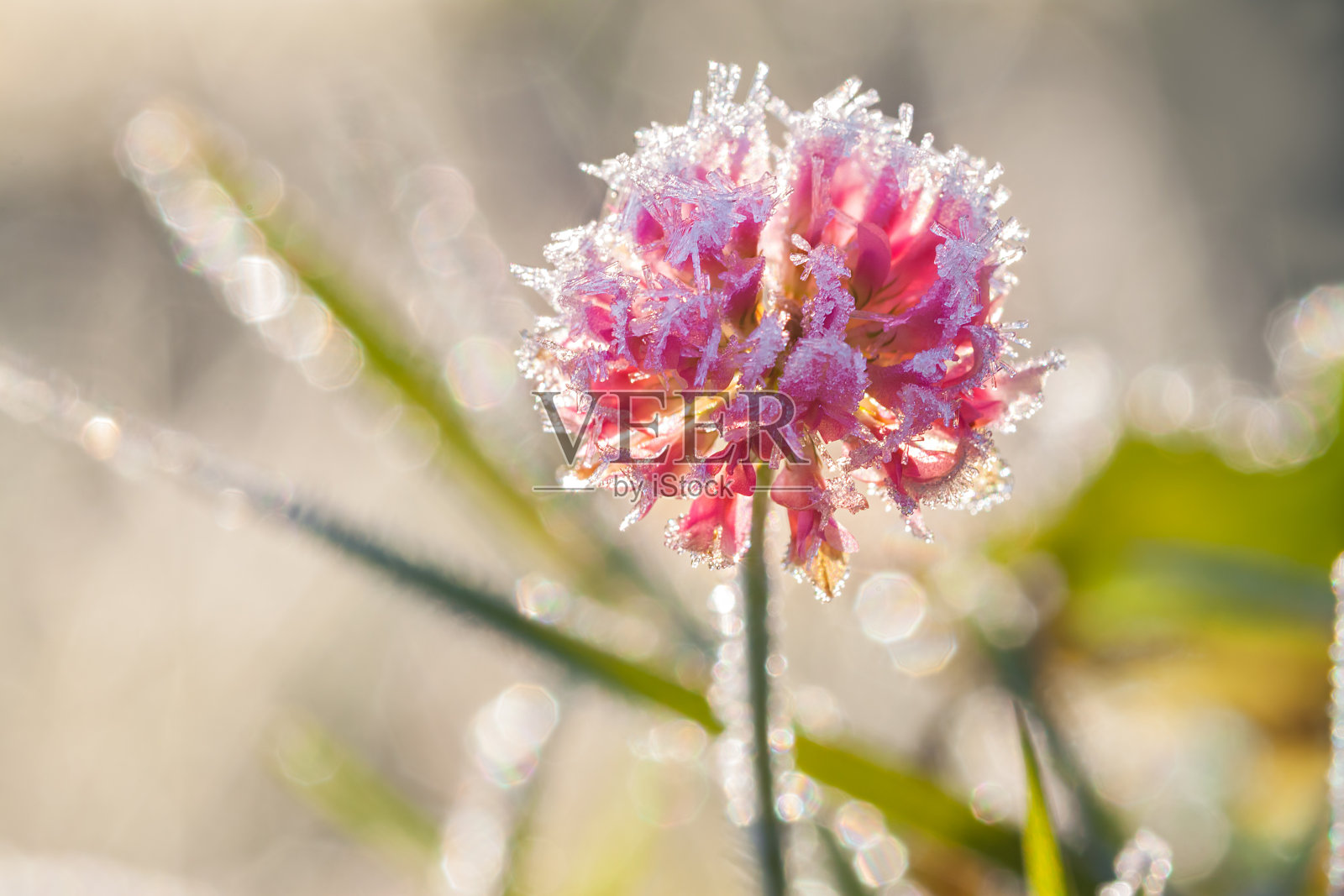 三叶草的粉红色花朵照片摄影图片