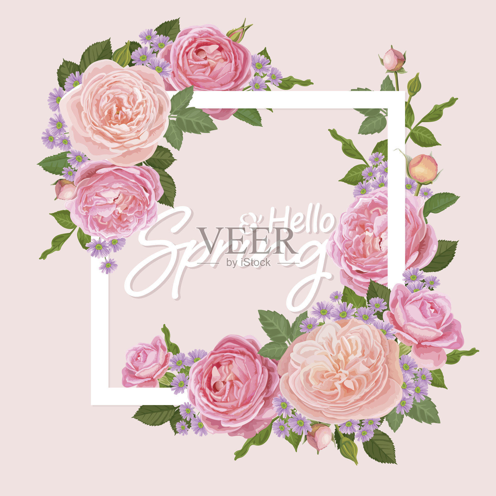 装饰的粉红色玫瑰和花蕾与叶在白色框架。插画图片素材