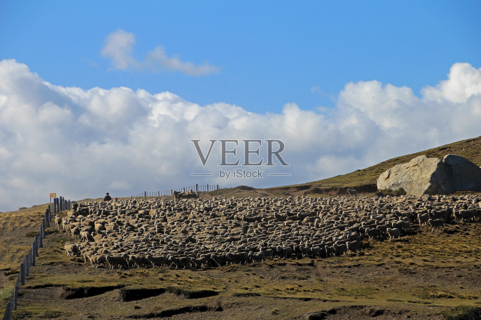 智利巴塔哥尼亚Porvenir附近的羊群照片摄影图片