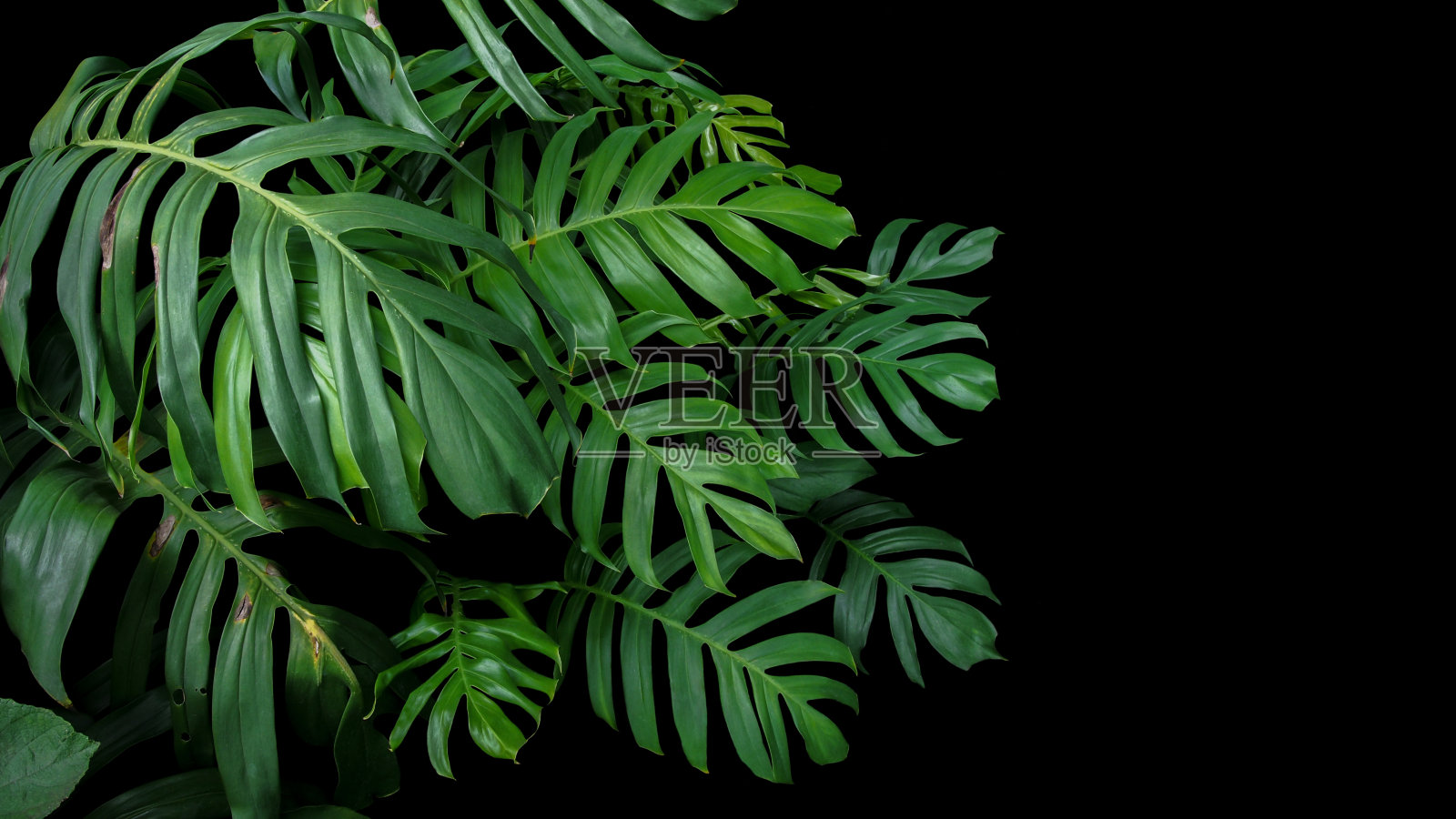 野生林中生长的绿叶植物，热带森林植物，常绿藤本黑色背景。照片摄影图片