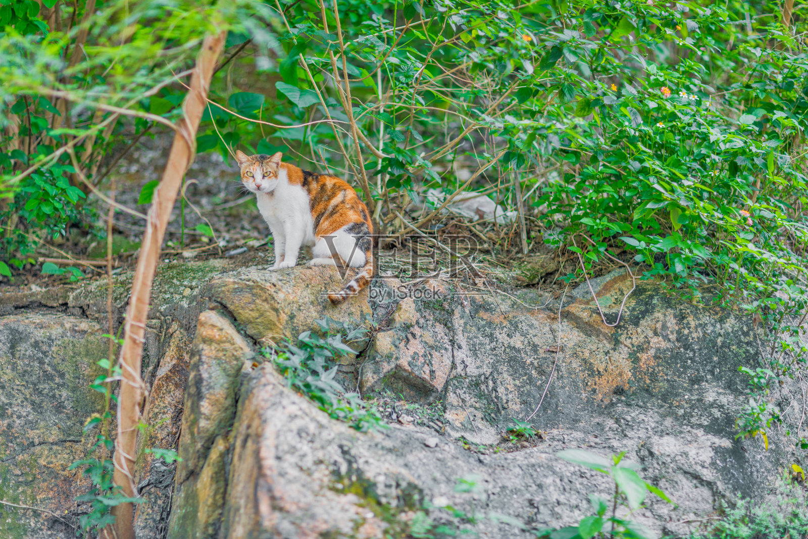 草里的姜猫照片摄影图片