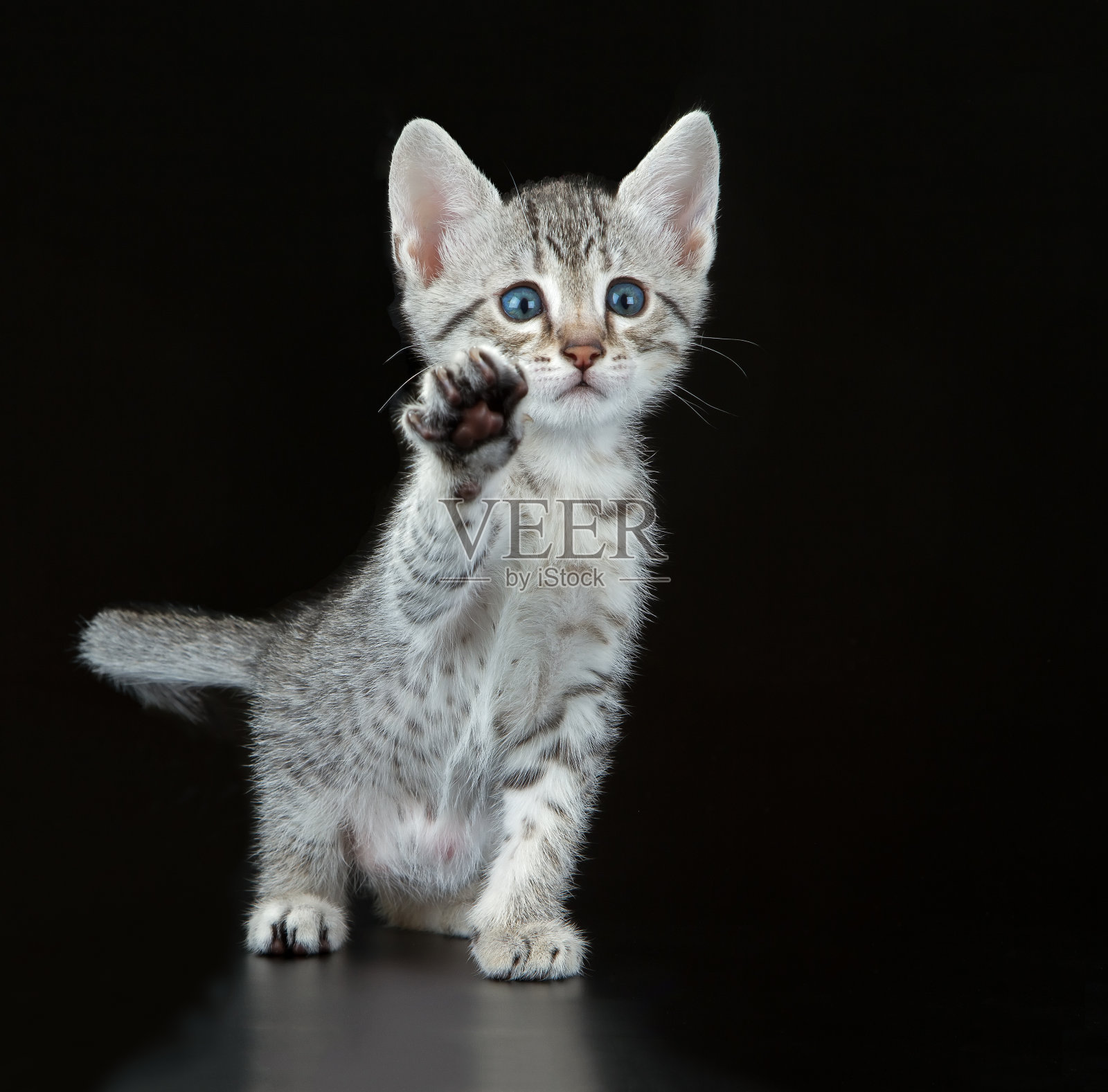 可爱的埃及毛小猫照片摄影图片