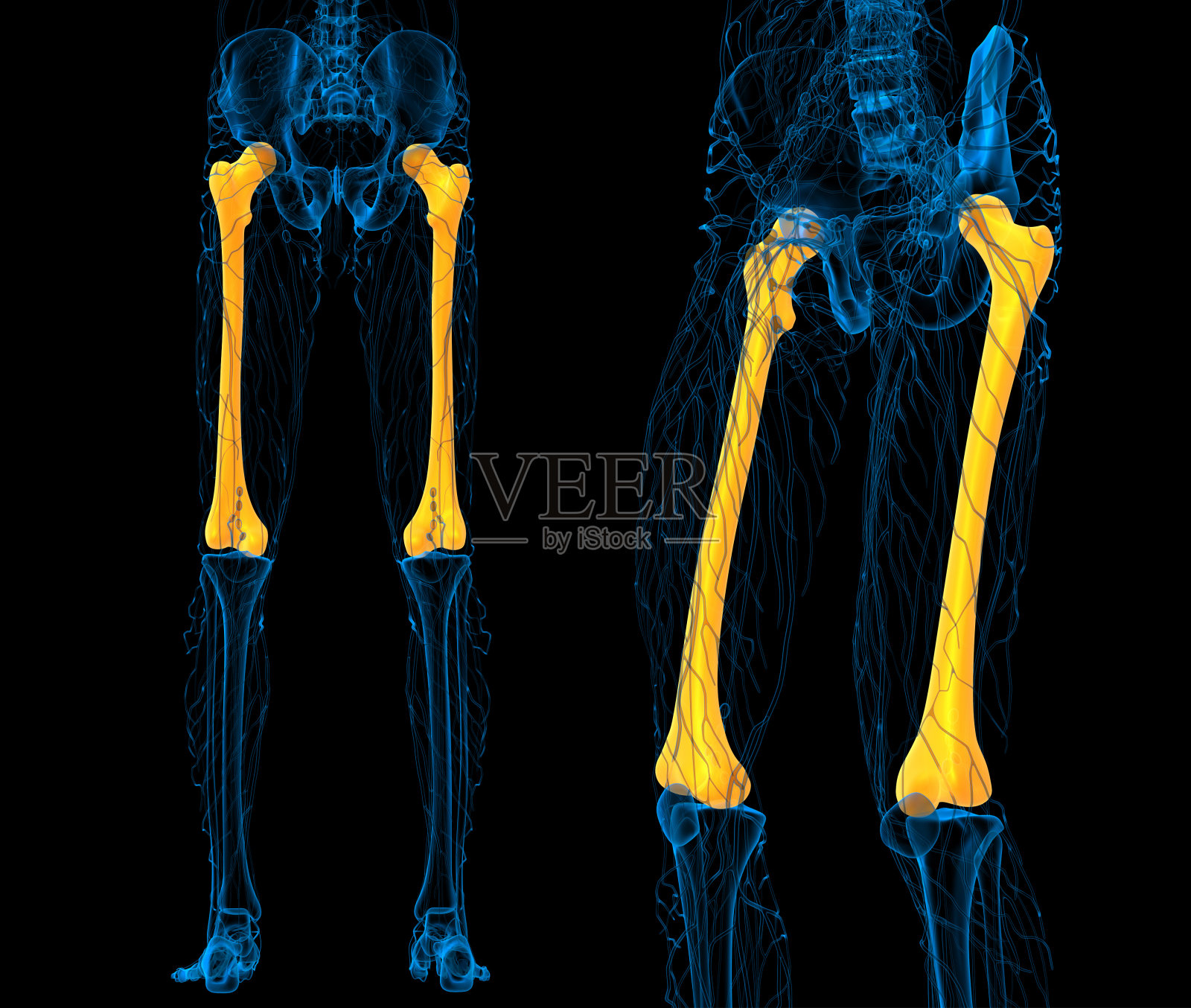 股骨骨的3d渲染医学插图照片摄影图片