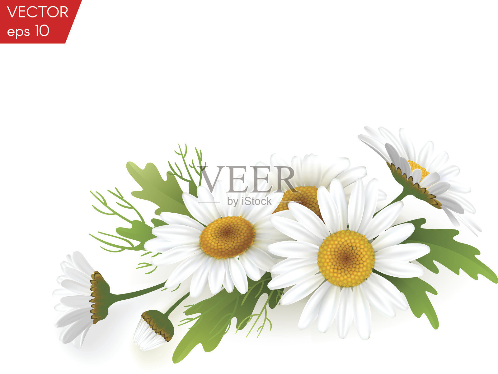 花束现实的雏菊，甘菊花在白色的背景。矢量图卡插画图片素材