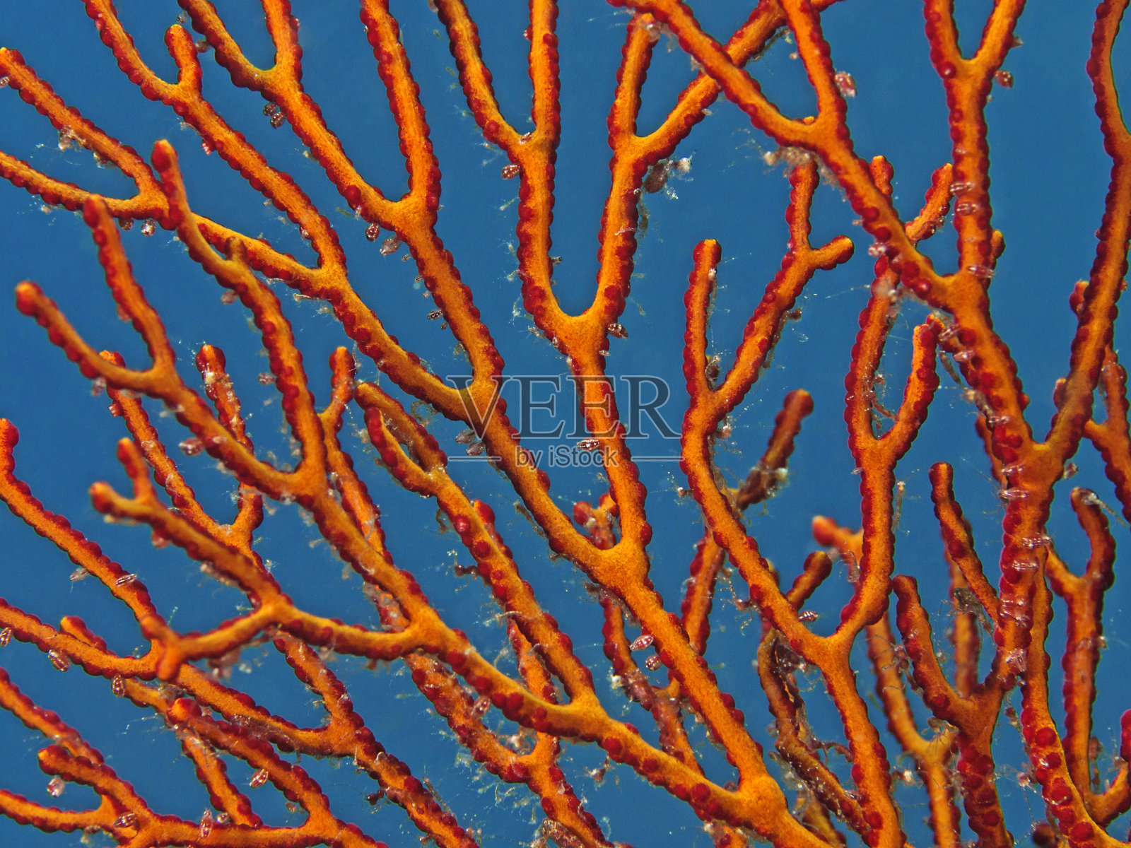 片脚虫瓢虫和骨虾在柳珊瑚上照片摄影图片