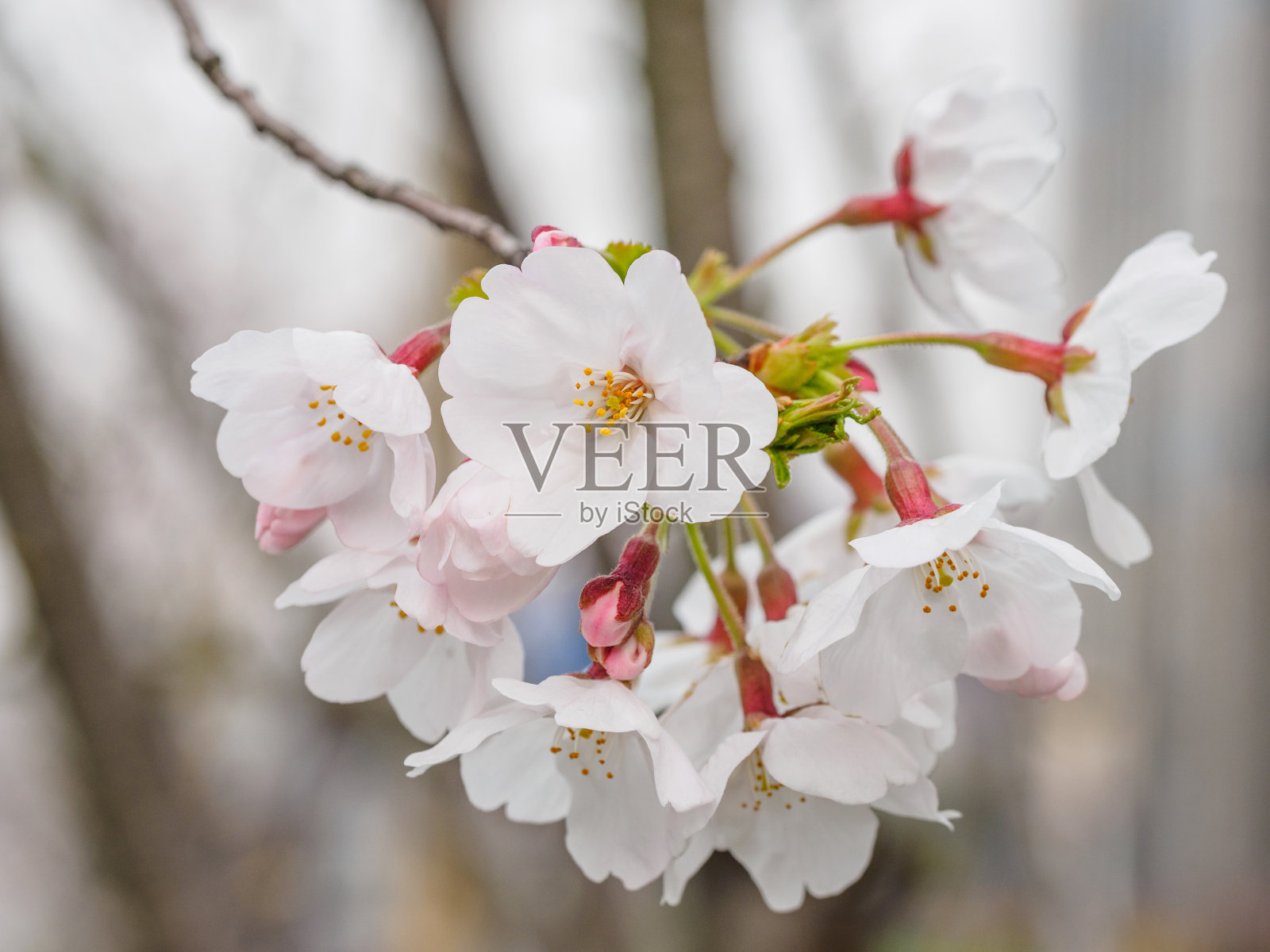 春花系列，美丽的樱花绽放。照片摄影图片