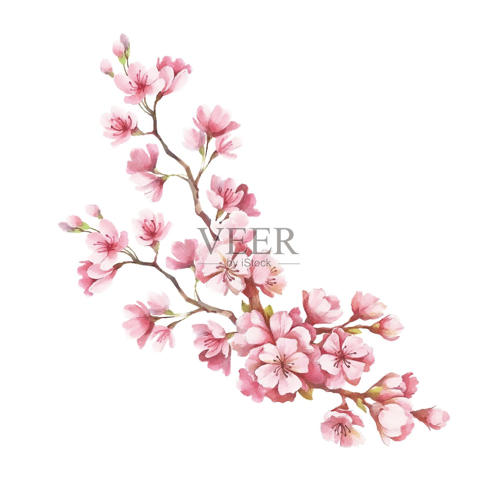 樱花的枝条。手绘水彩插图设计元素图片