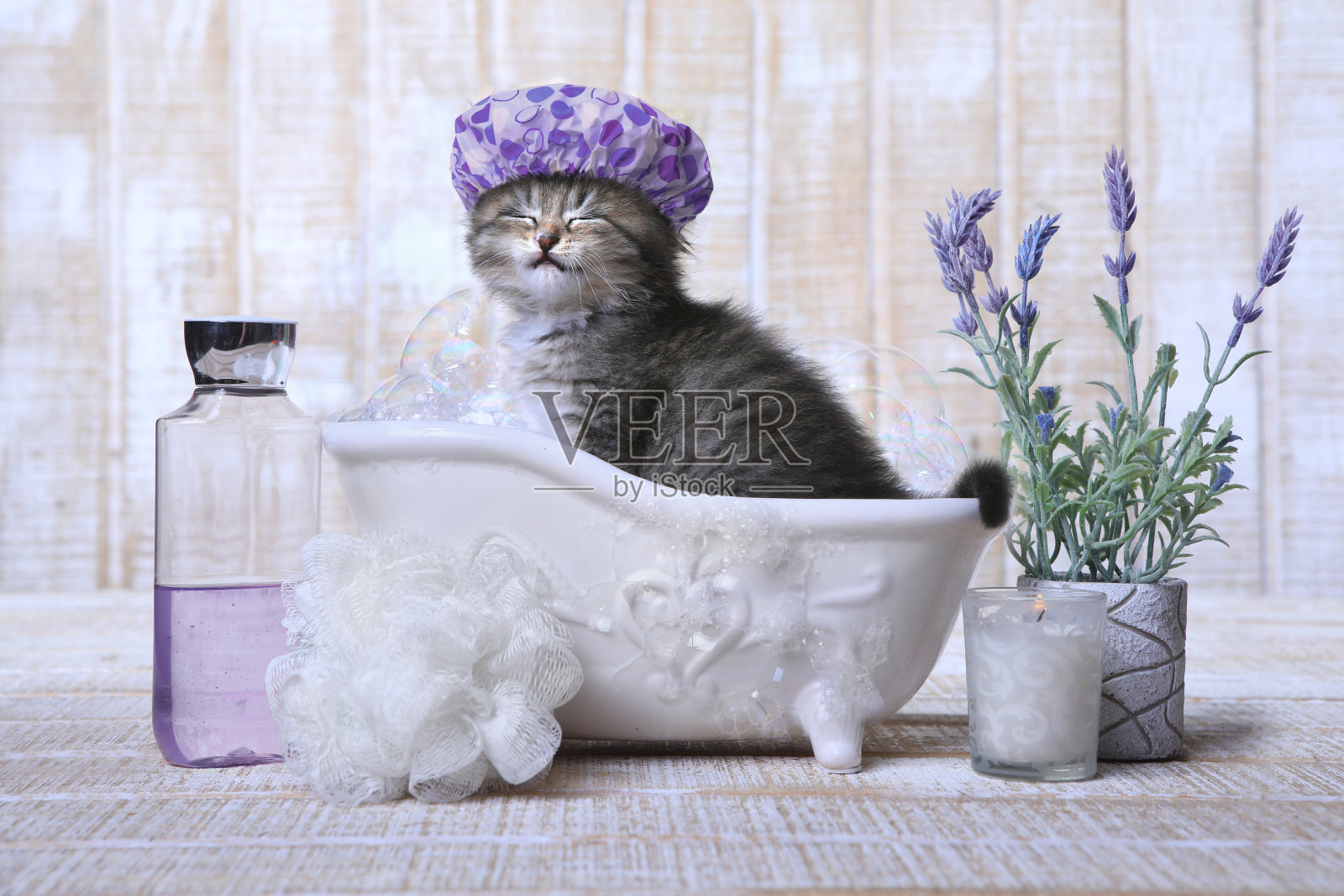可爱的小猫在浴缸里放松照片摄影图片