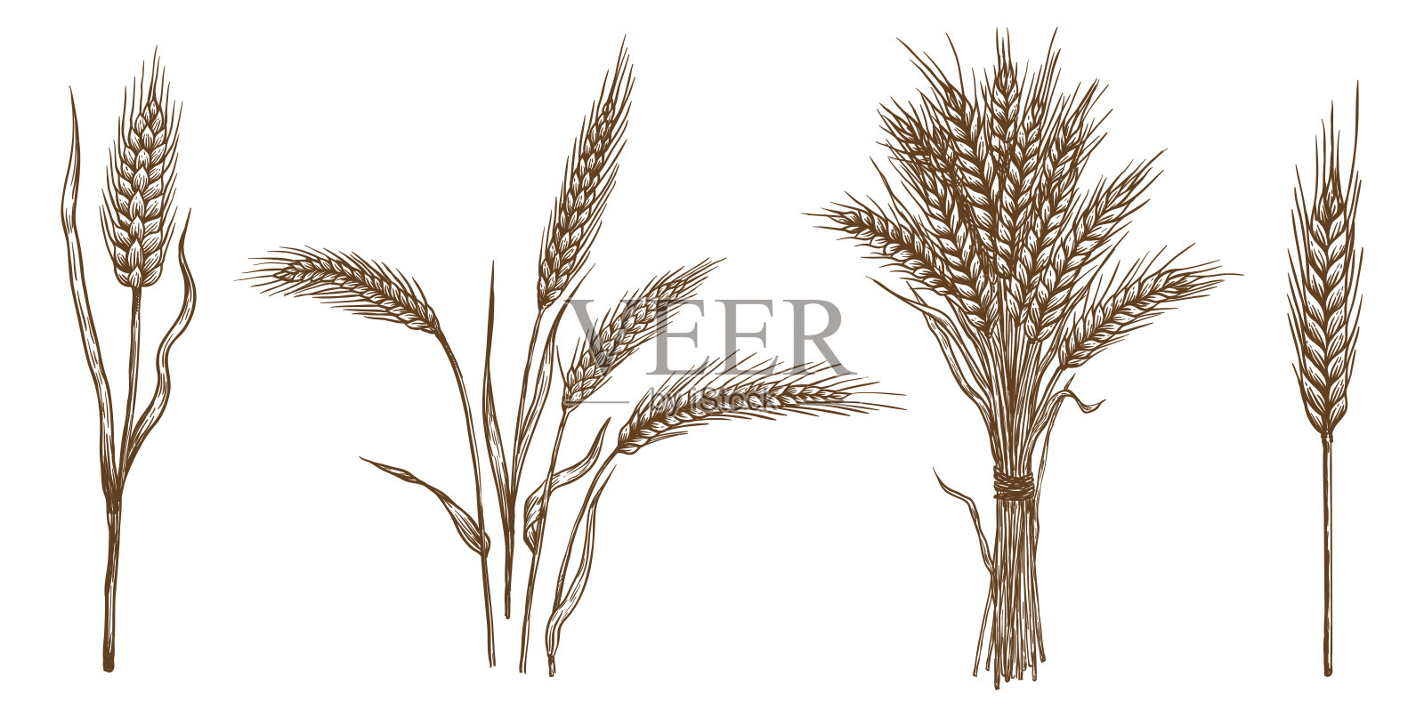 耳朵的小麦。矢量草图集设计元素图片