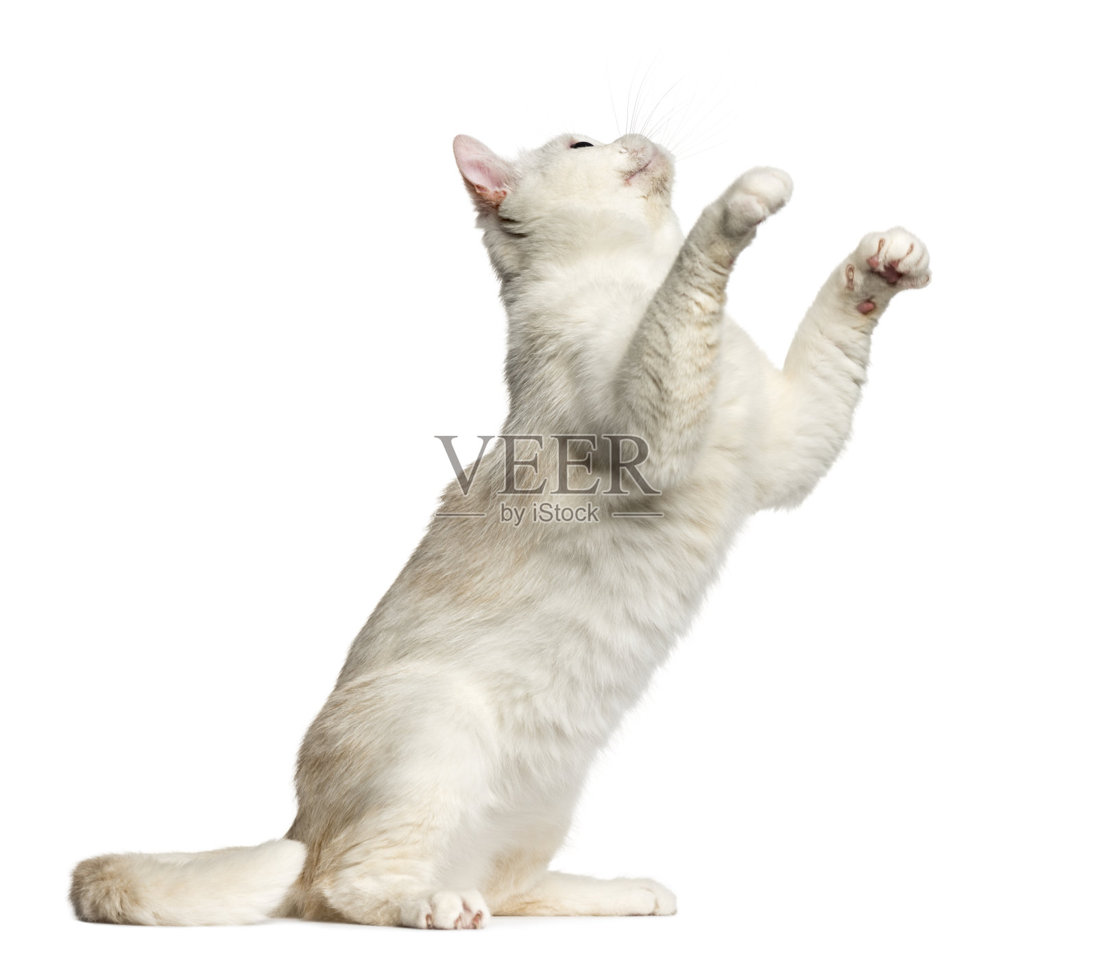 英国短毛猫坐在白色上独自玩耍照片摄影图片
