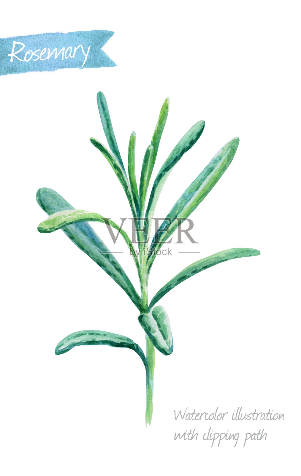 迷迭香植物孤立在白色水彩插图插画图片素材