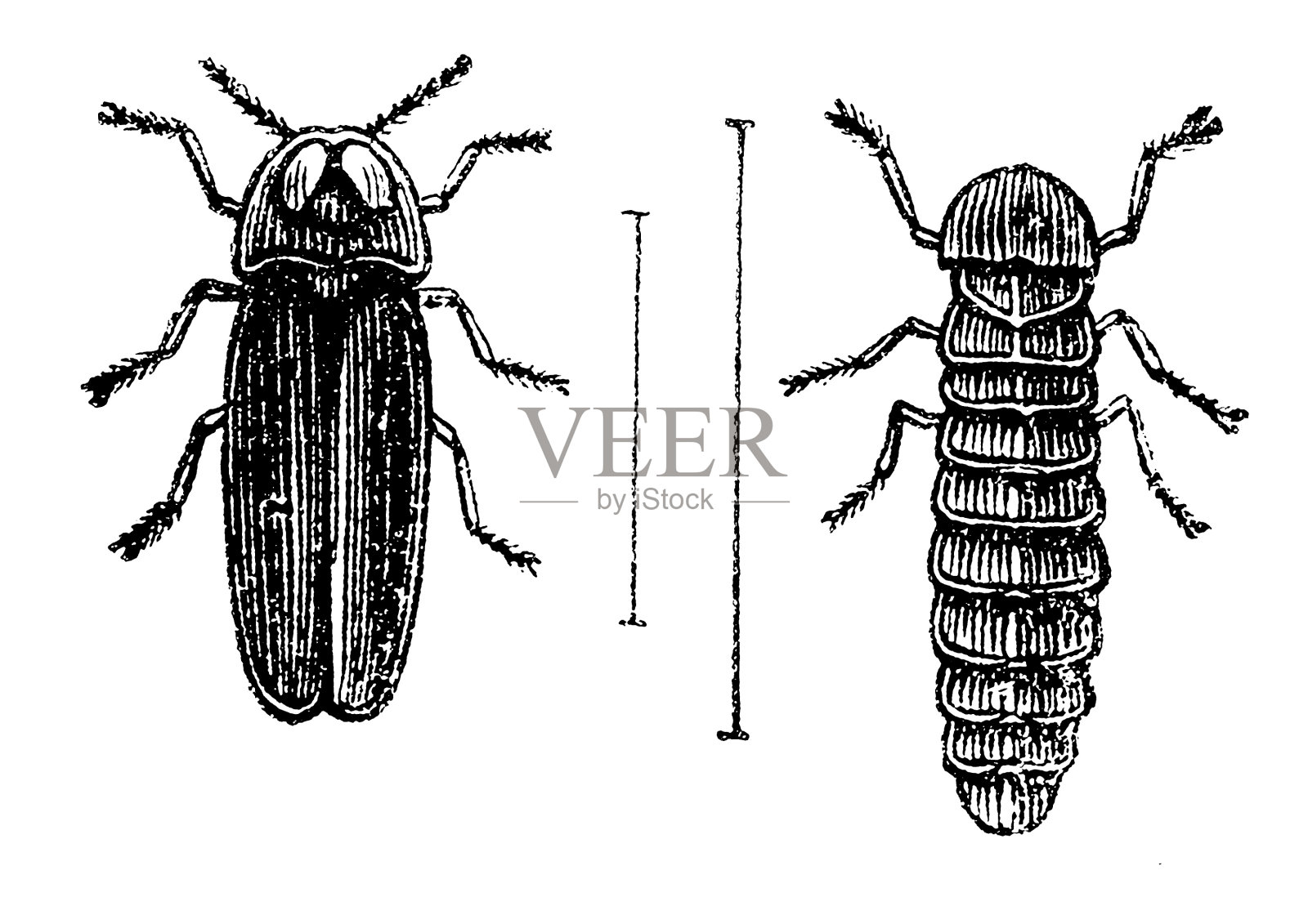萤火虫(夜光七鳃鳗)雄性和幼虫设计元素图片