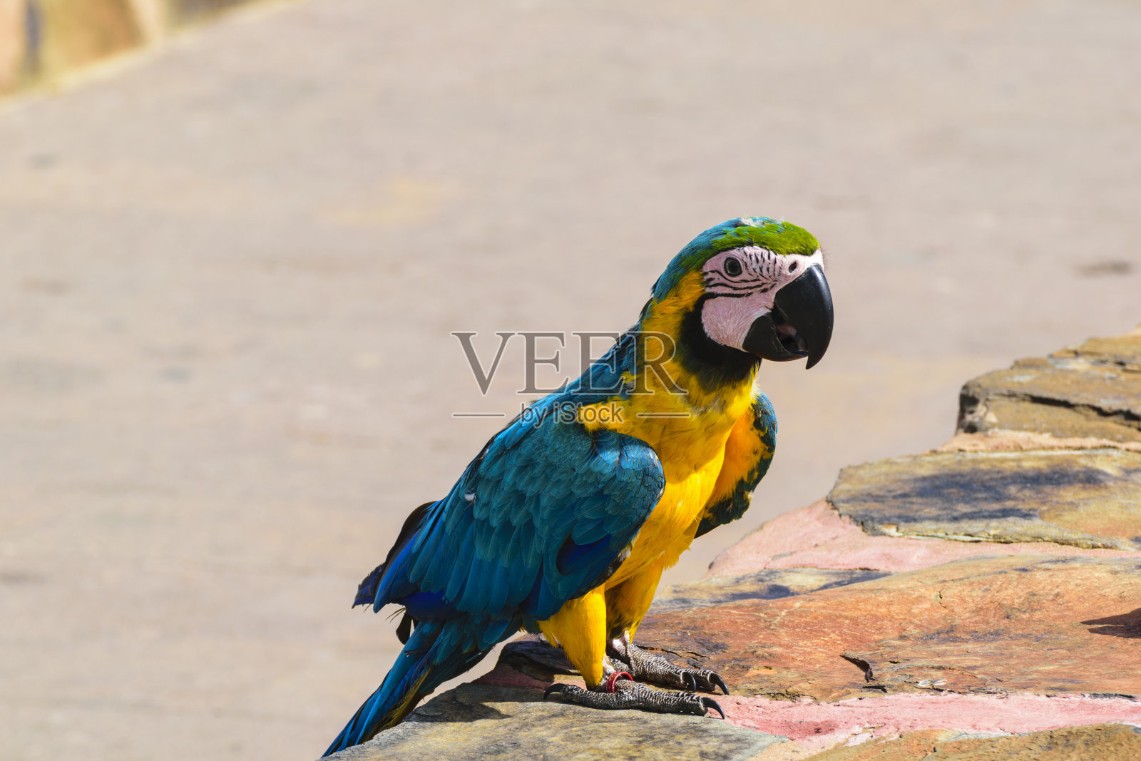 大加纳利的鹦鹉照片摄影图片
