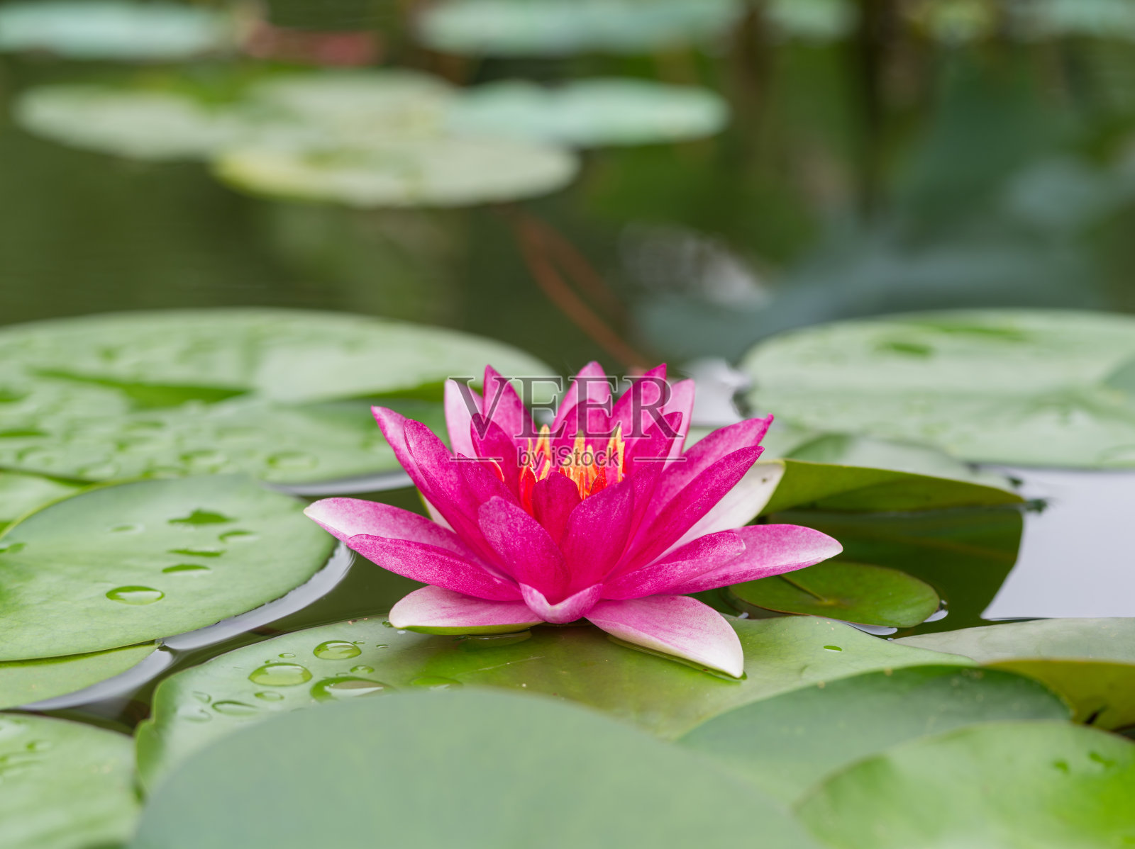 夏季花卉系列，池塘里美丽的睡莲。照片摄影图片
