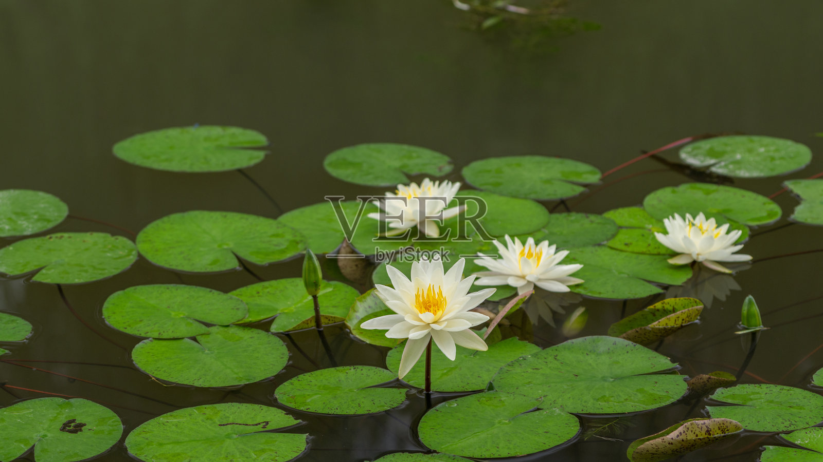 夏季花卉系列，池塘里美丽的睡莲。照片摄影图片