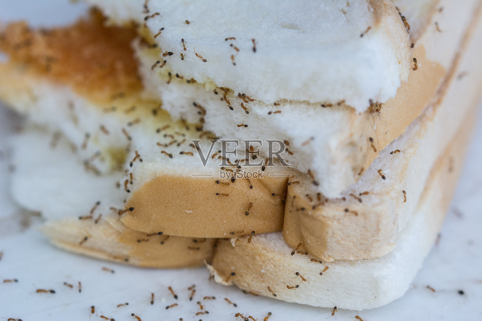 蚂蚁在吃面包照片摄影图片